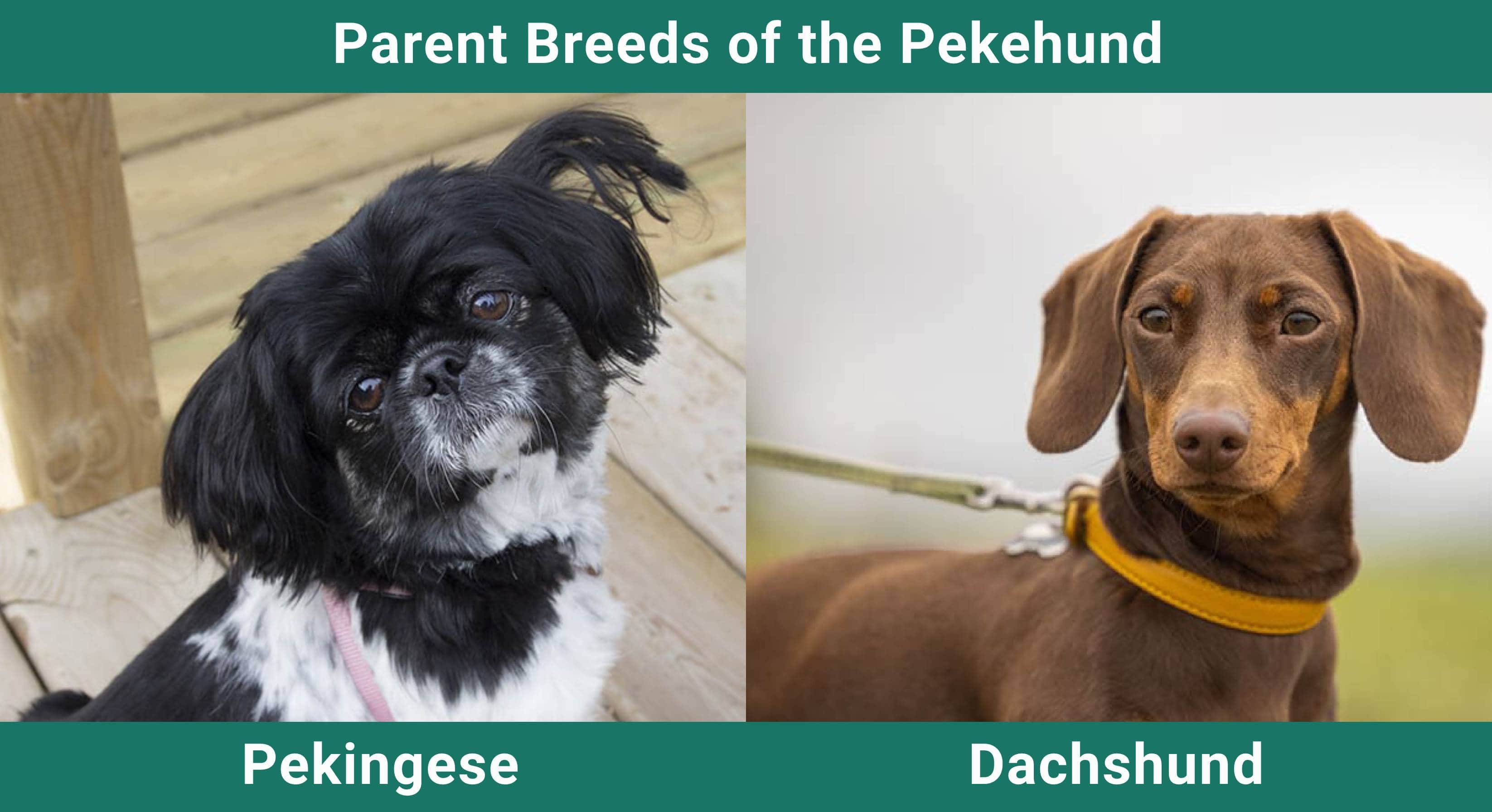 Parent_breeds_Pekehund