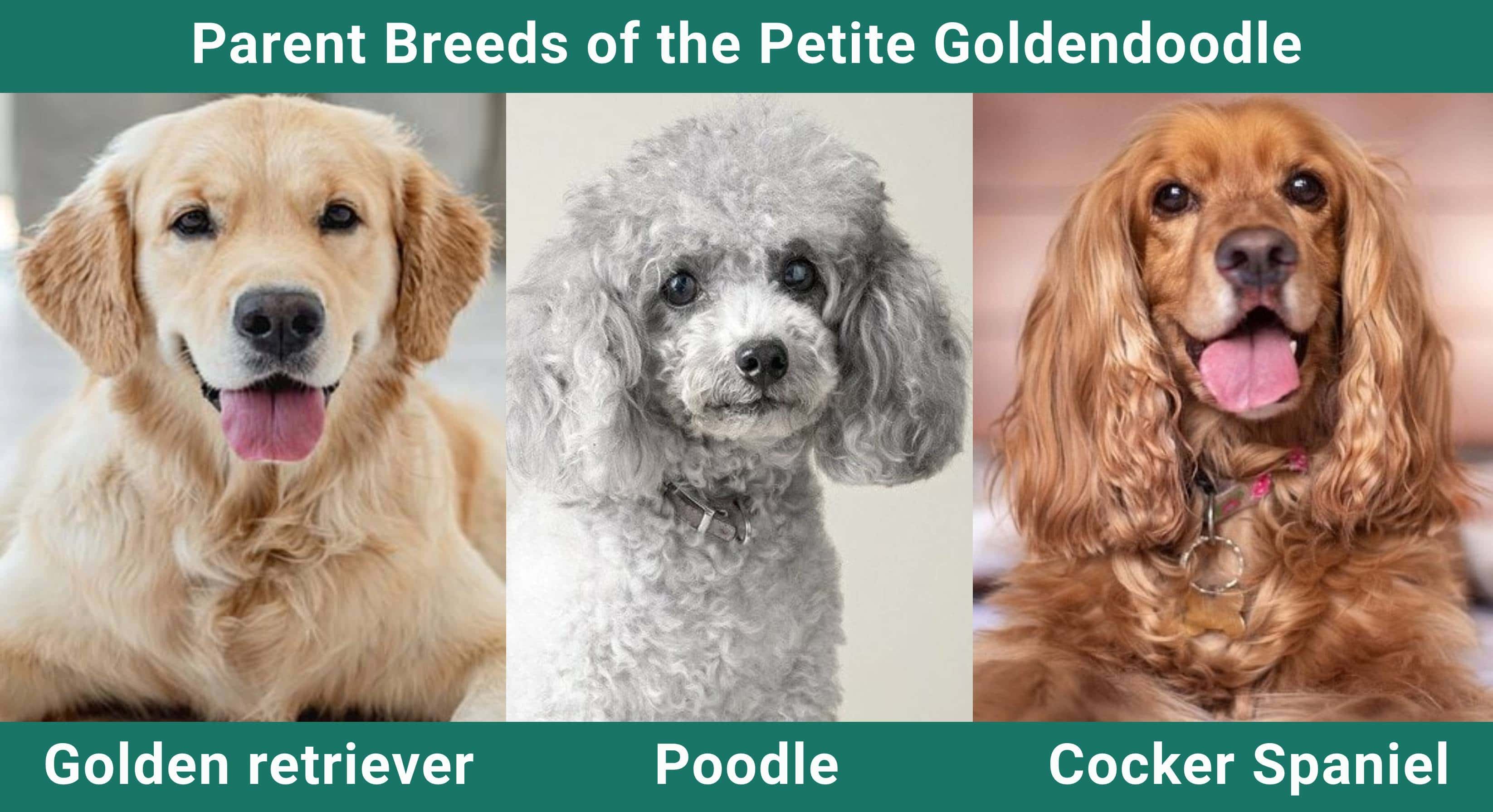 Parent_breeds_Petite Goldendoodle (1)
