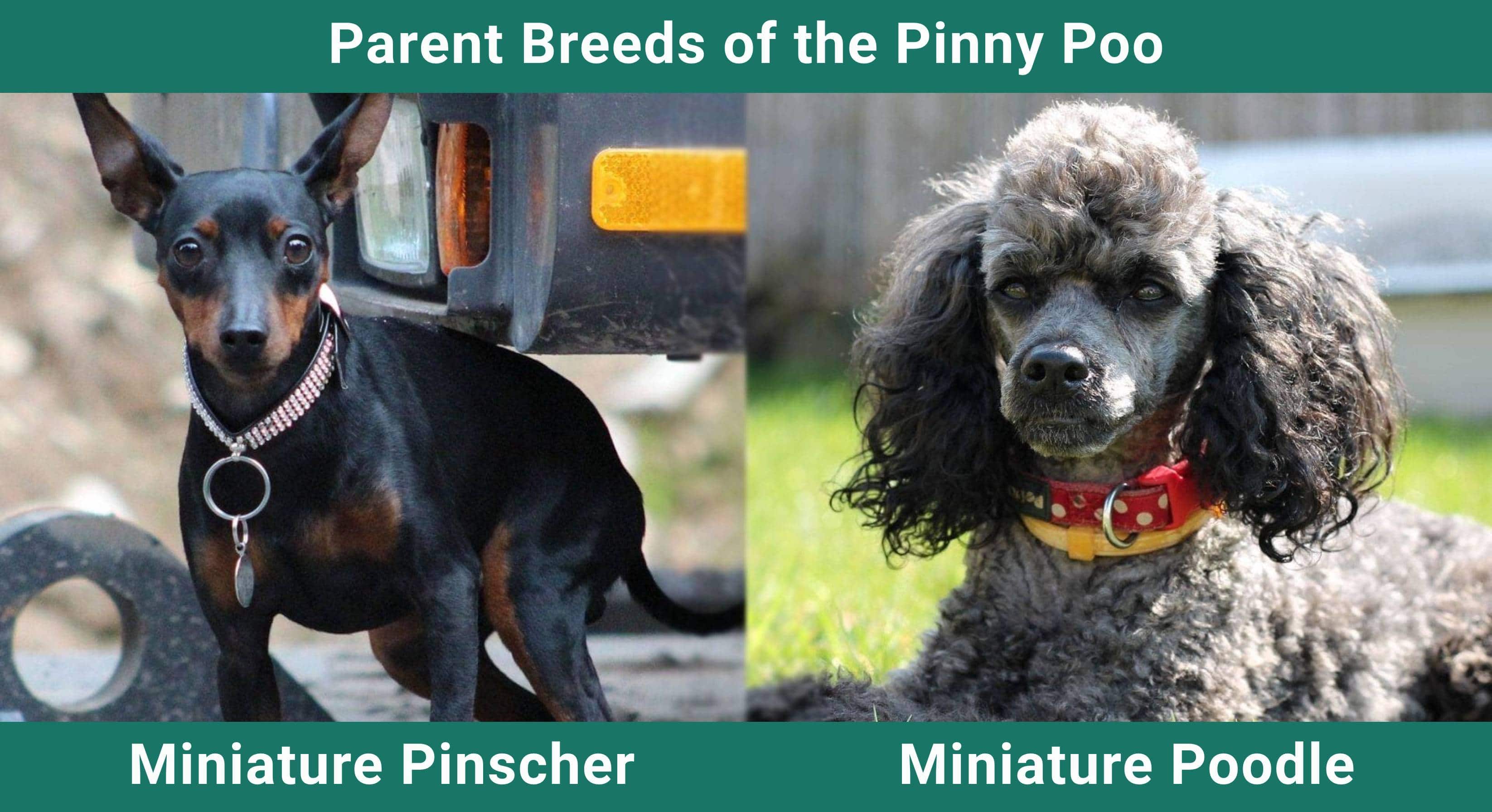 Parent_breeds_Pinny Poo