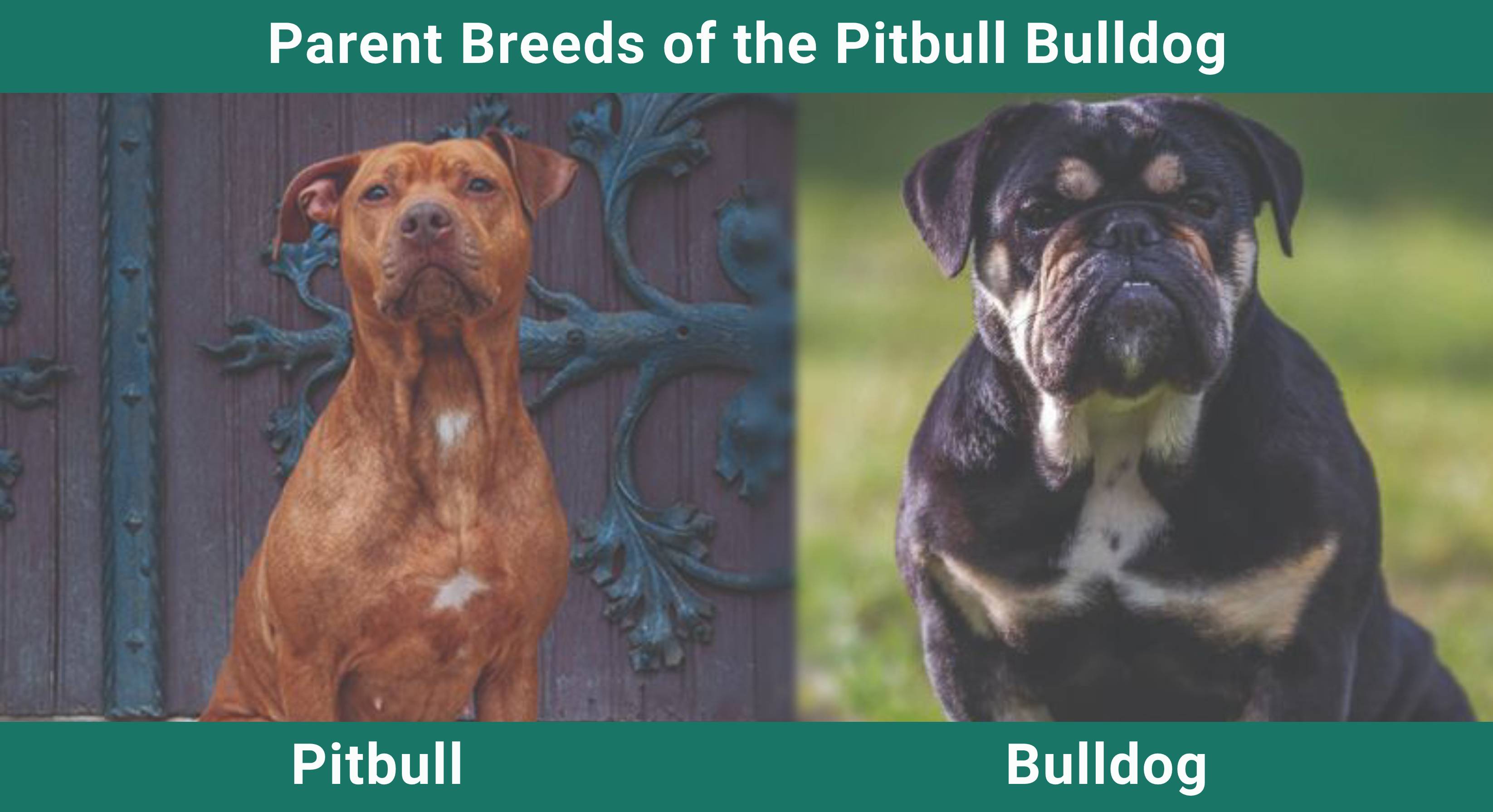 Parent_breeds_Pitbull Bulldog
