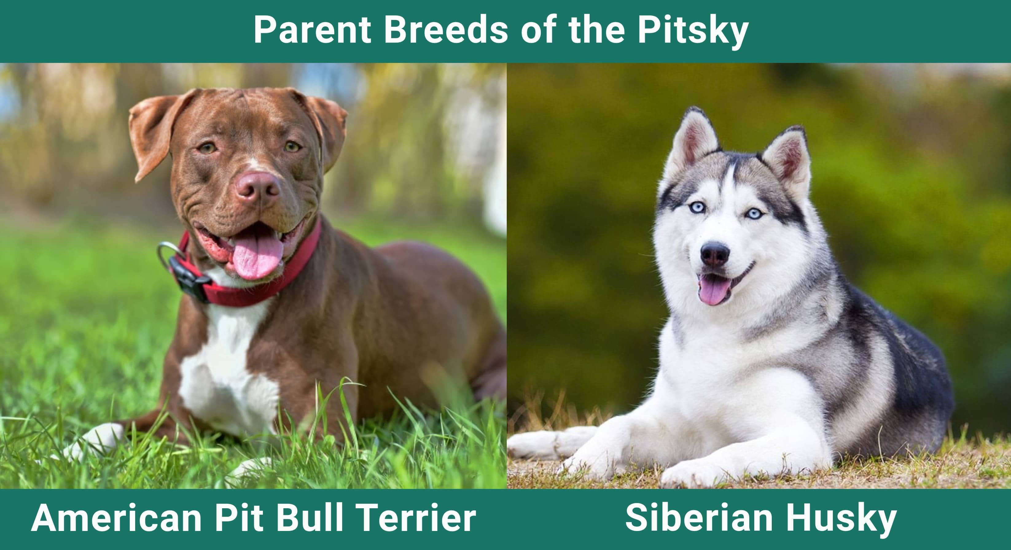 Parent_breeds_Pitsky