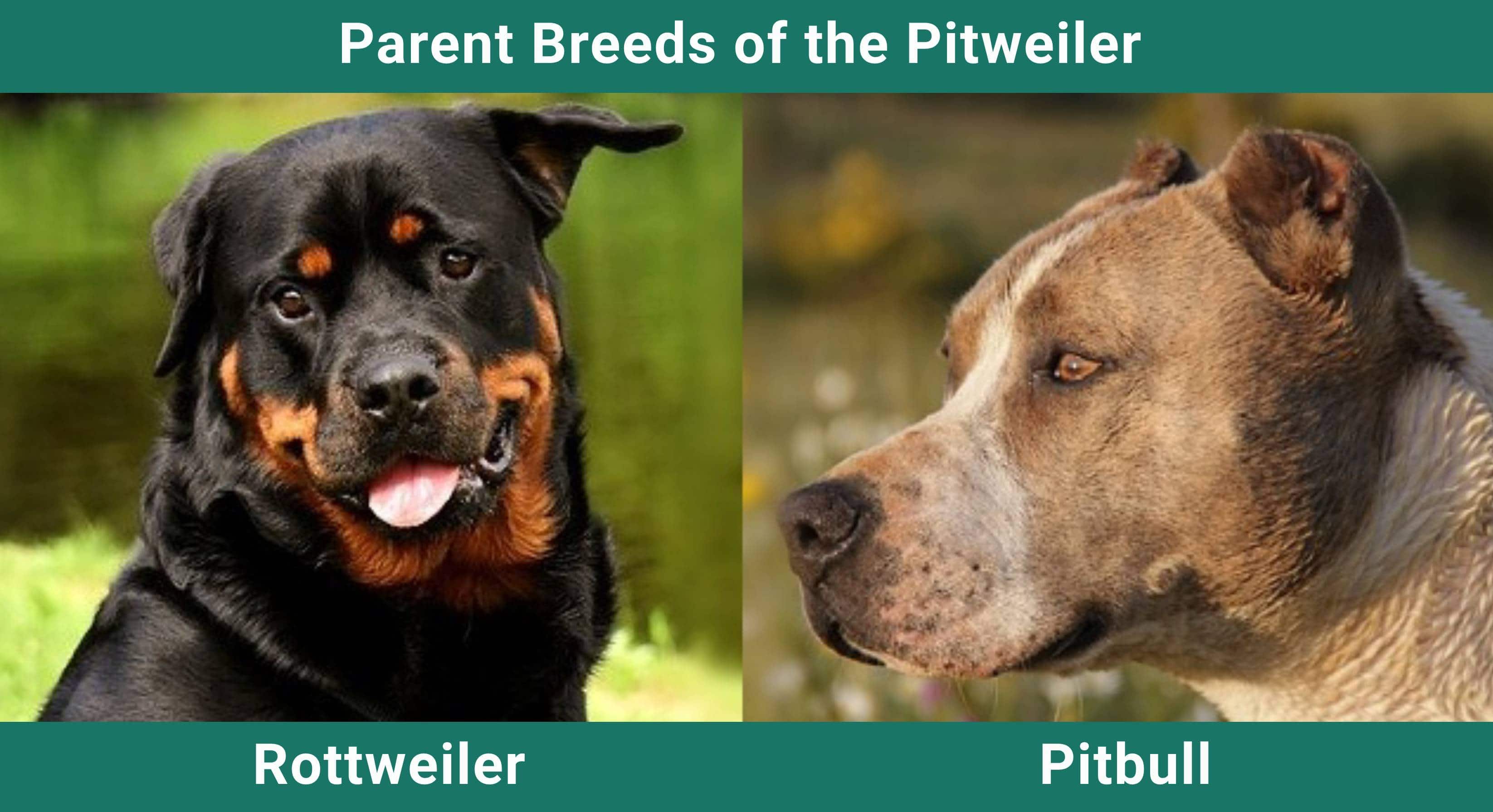 Parent_breeds_Pitweiler
