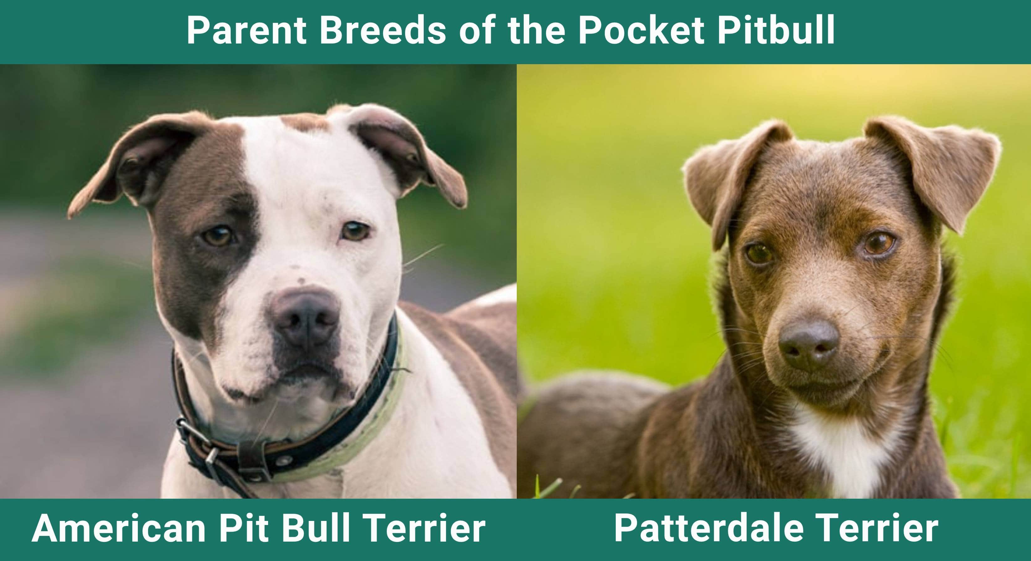 Parent_breeds_Pocket Pitbull