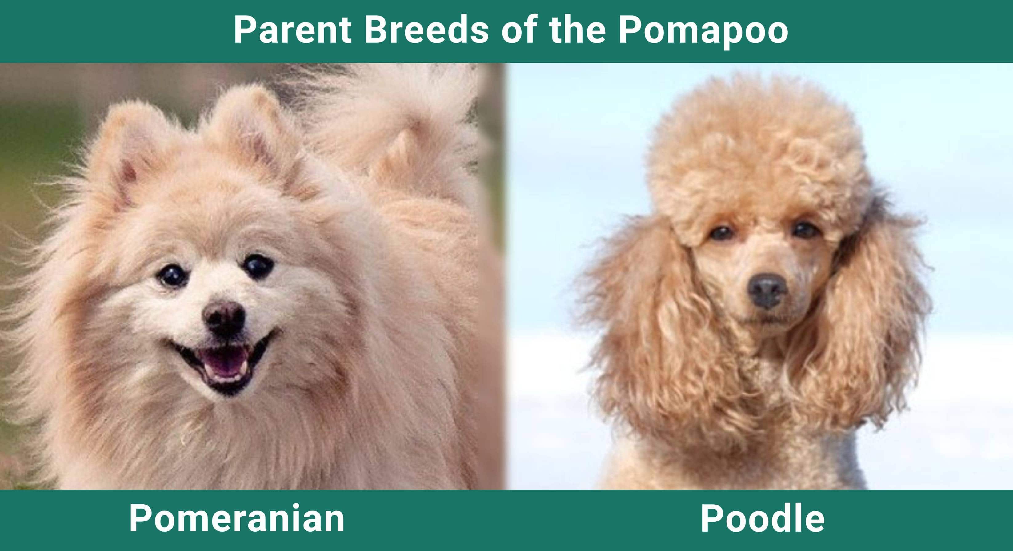 Parent_breeds_Pomapoo
