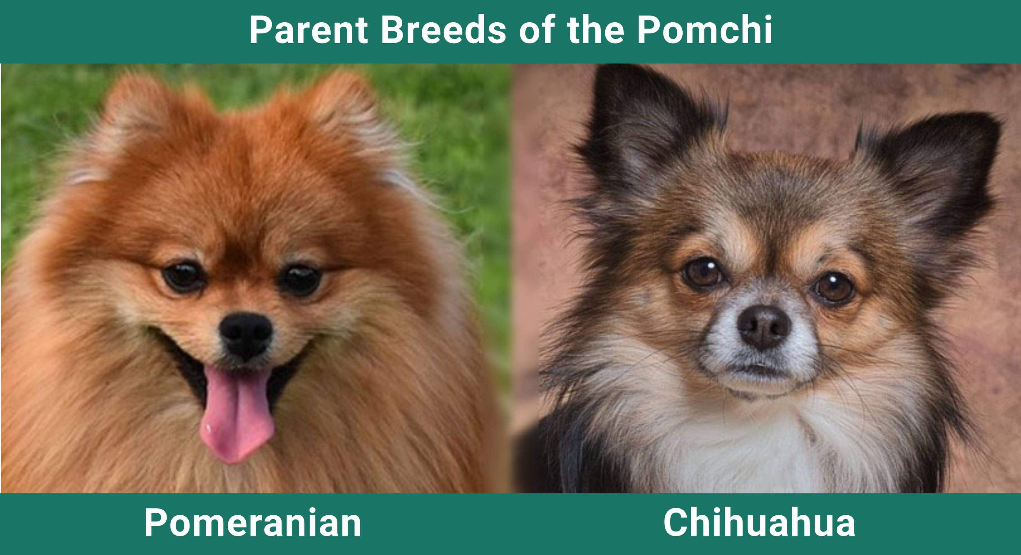 Parent_breeds_Pomchi