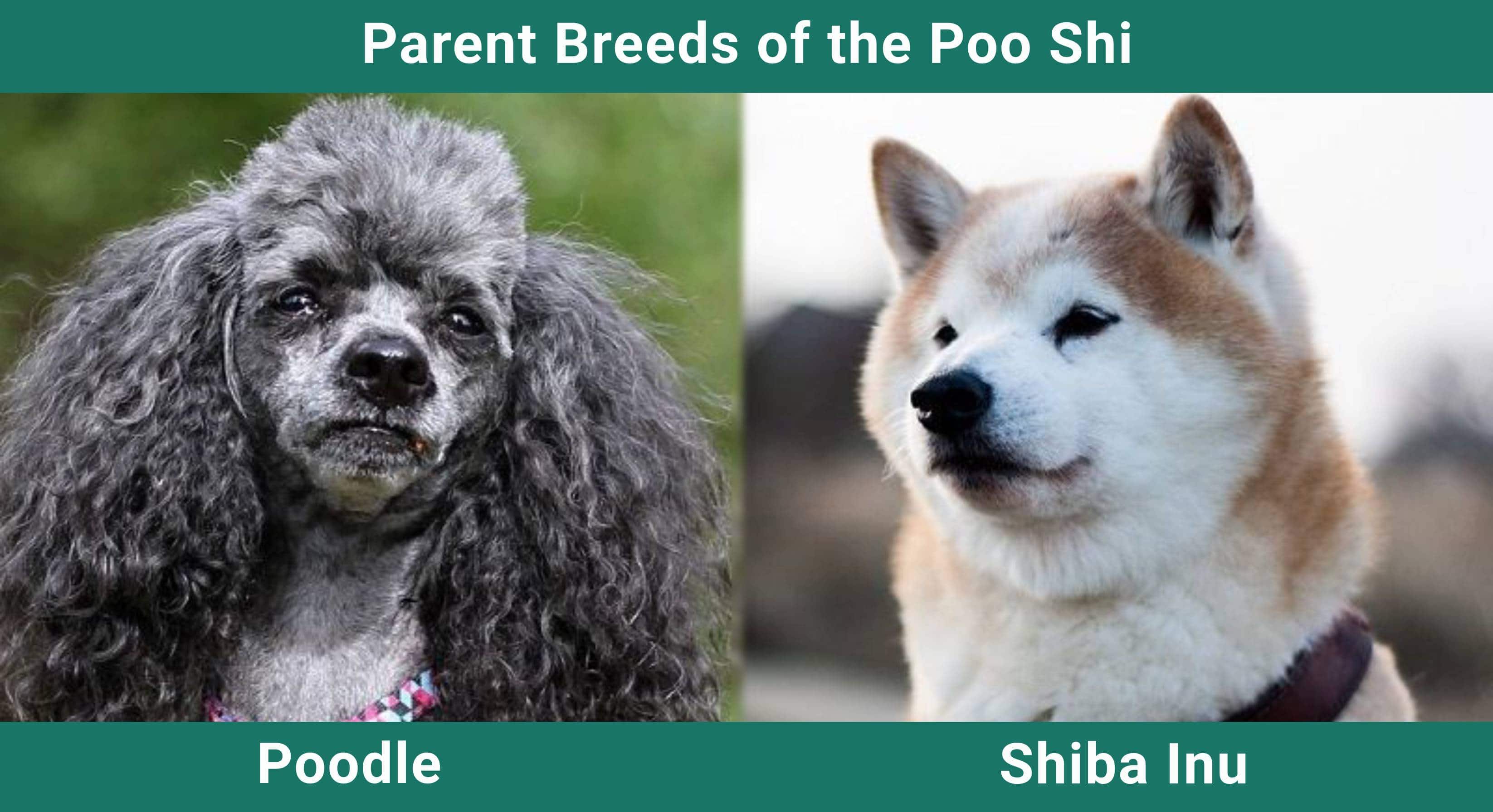 Parent_breeds_Poo Shi