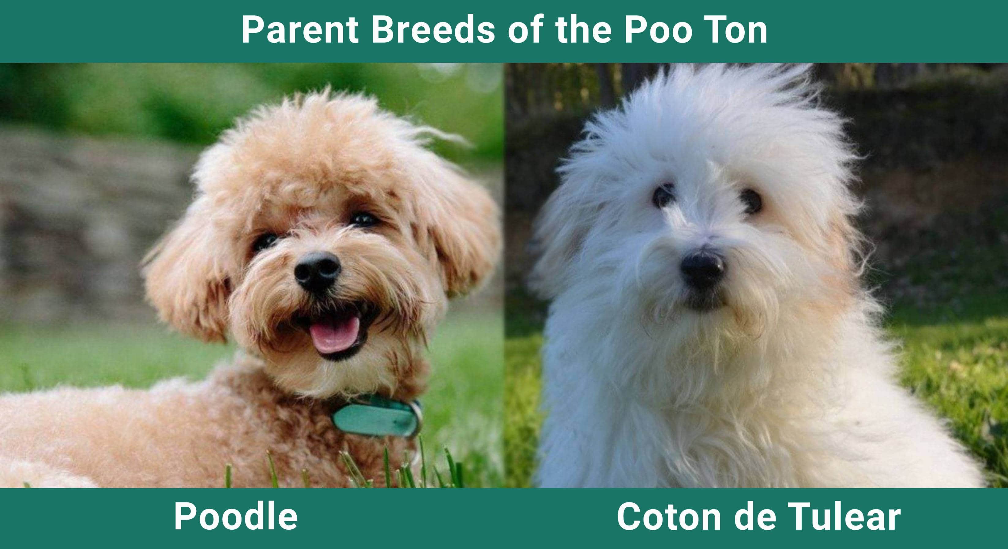Parent_breeds_Poo Ton