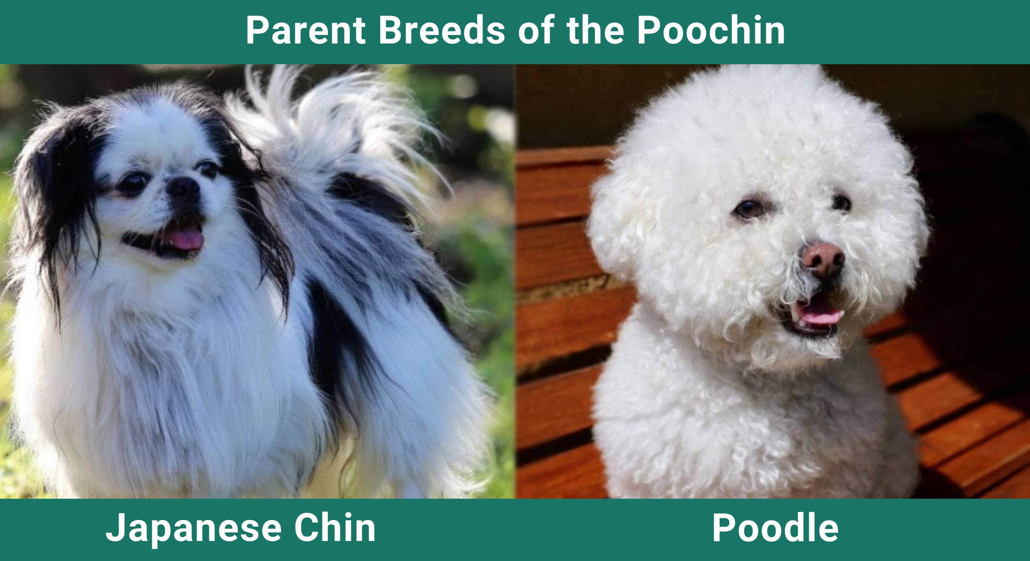 Parent_breeds_Poochin