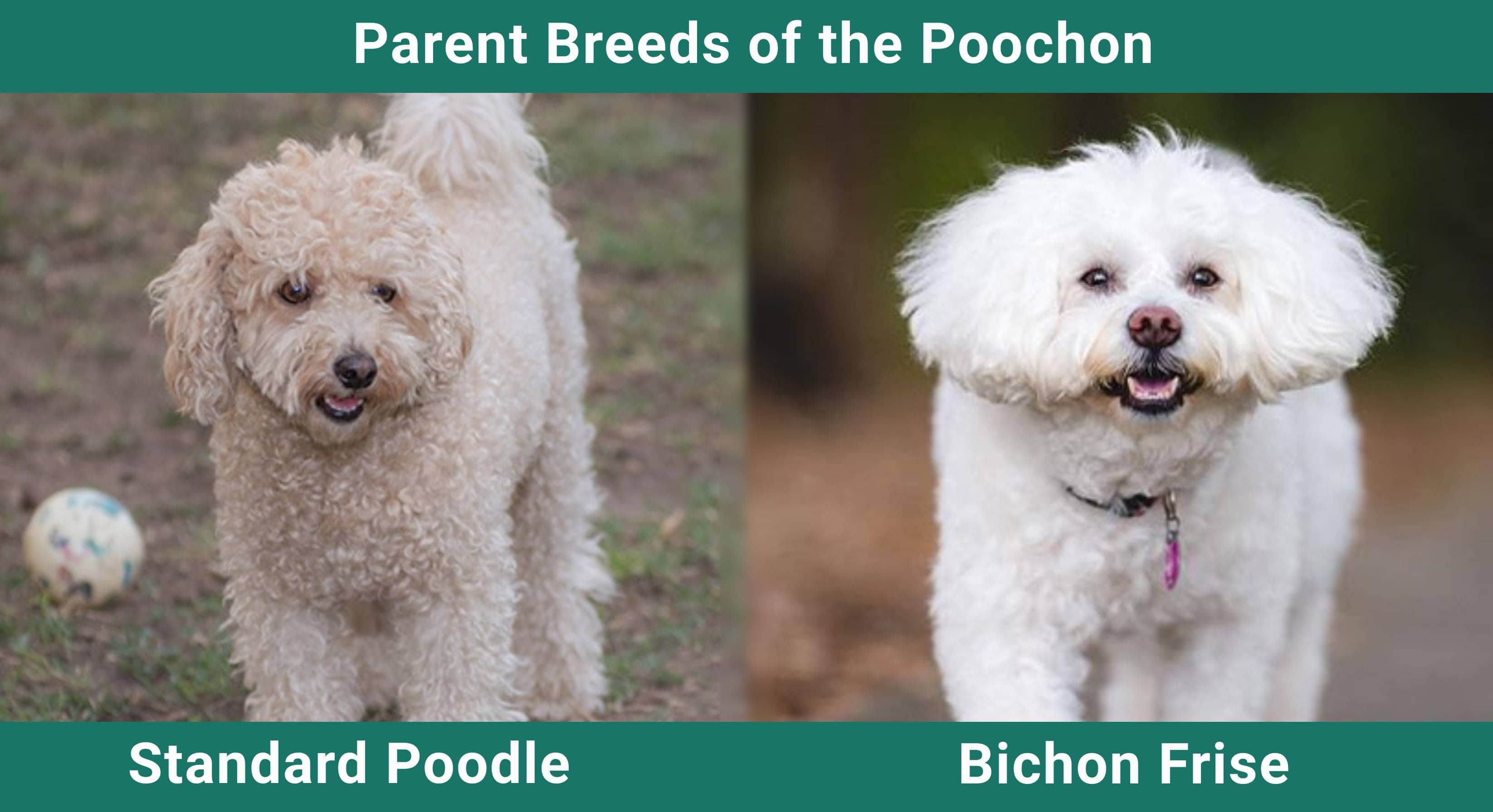 Parent_breeds_Poochon