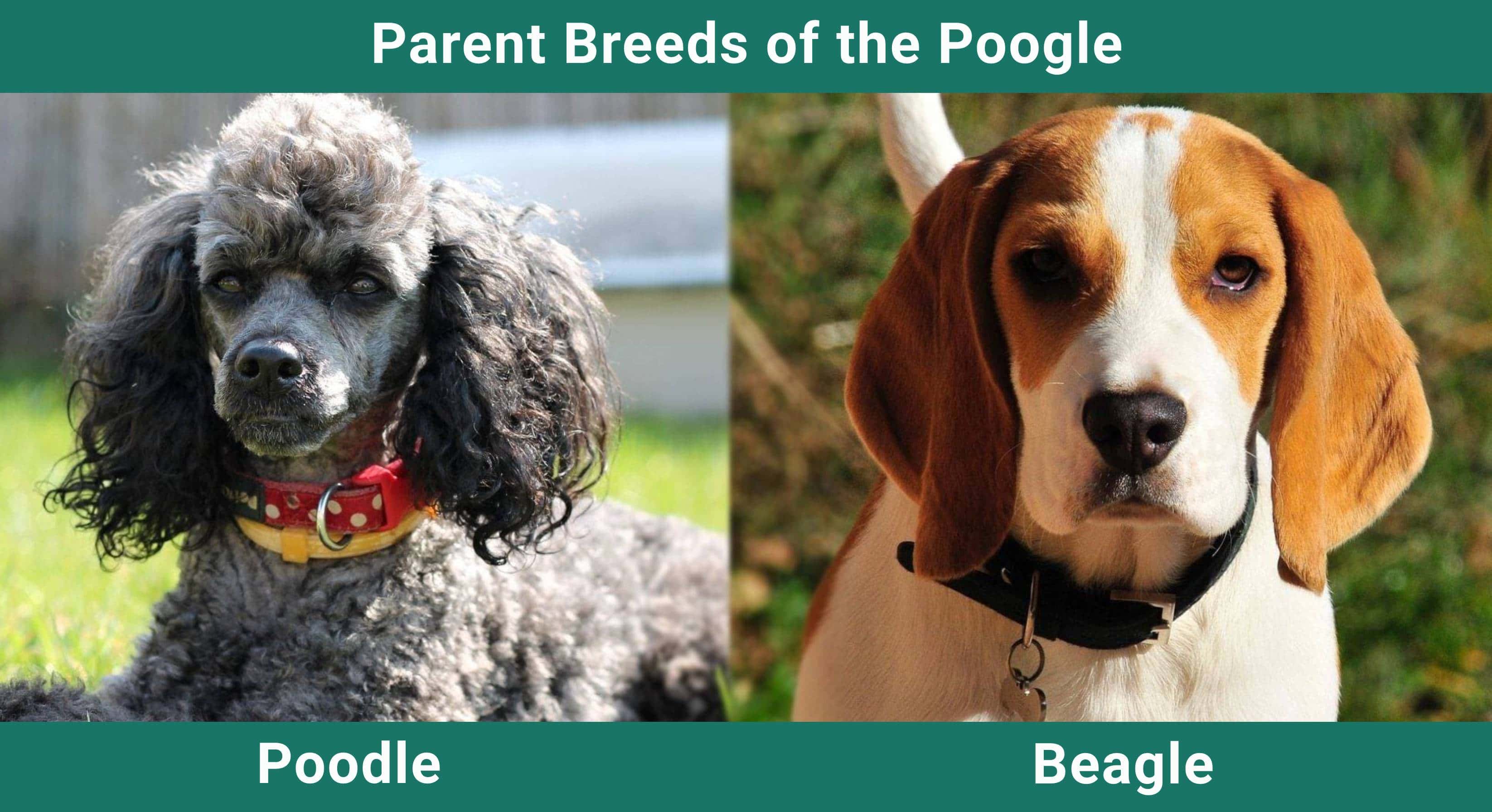 Parent_breeds_Poogle