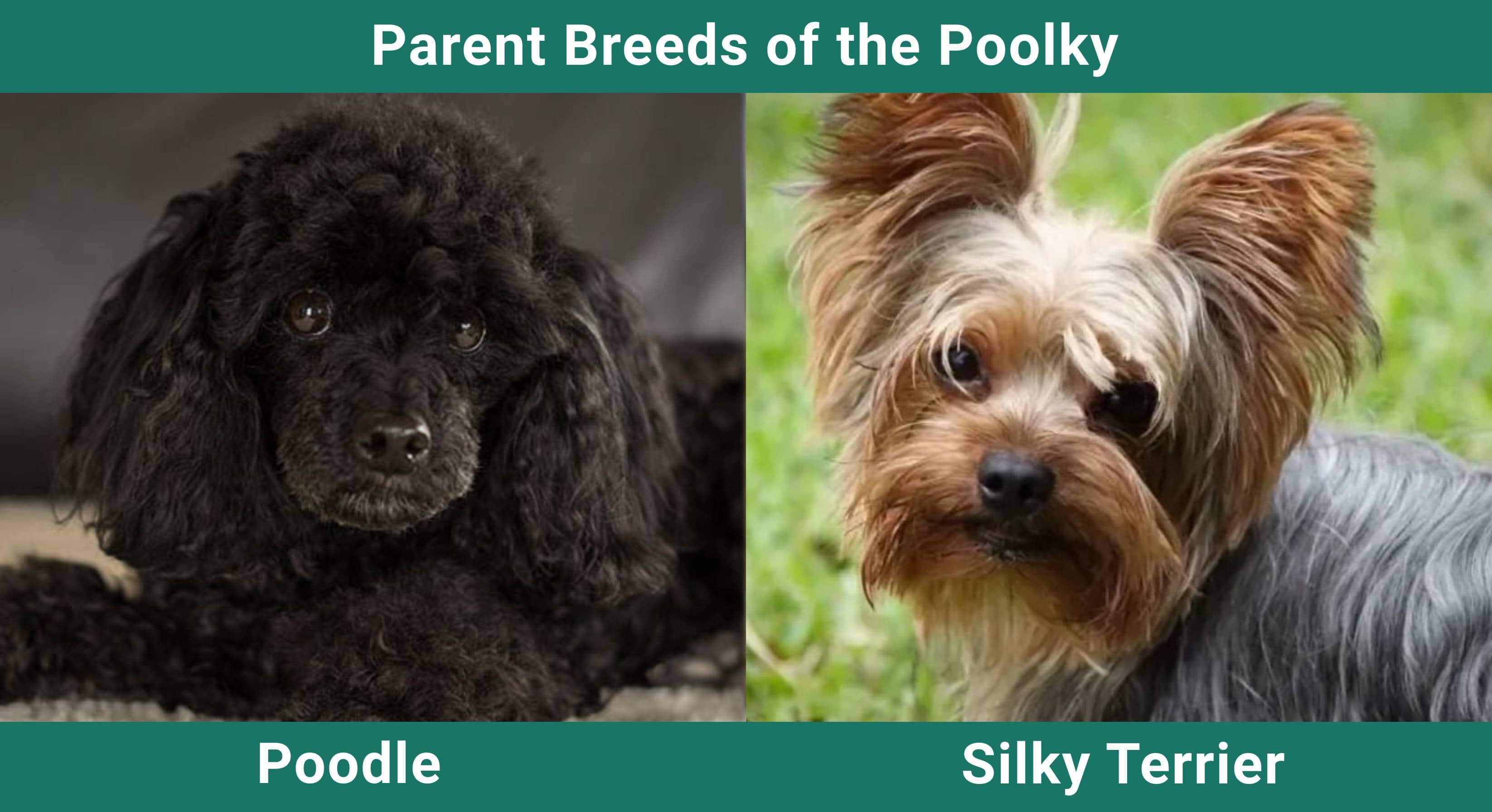 Parent_breeds_Poolky