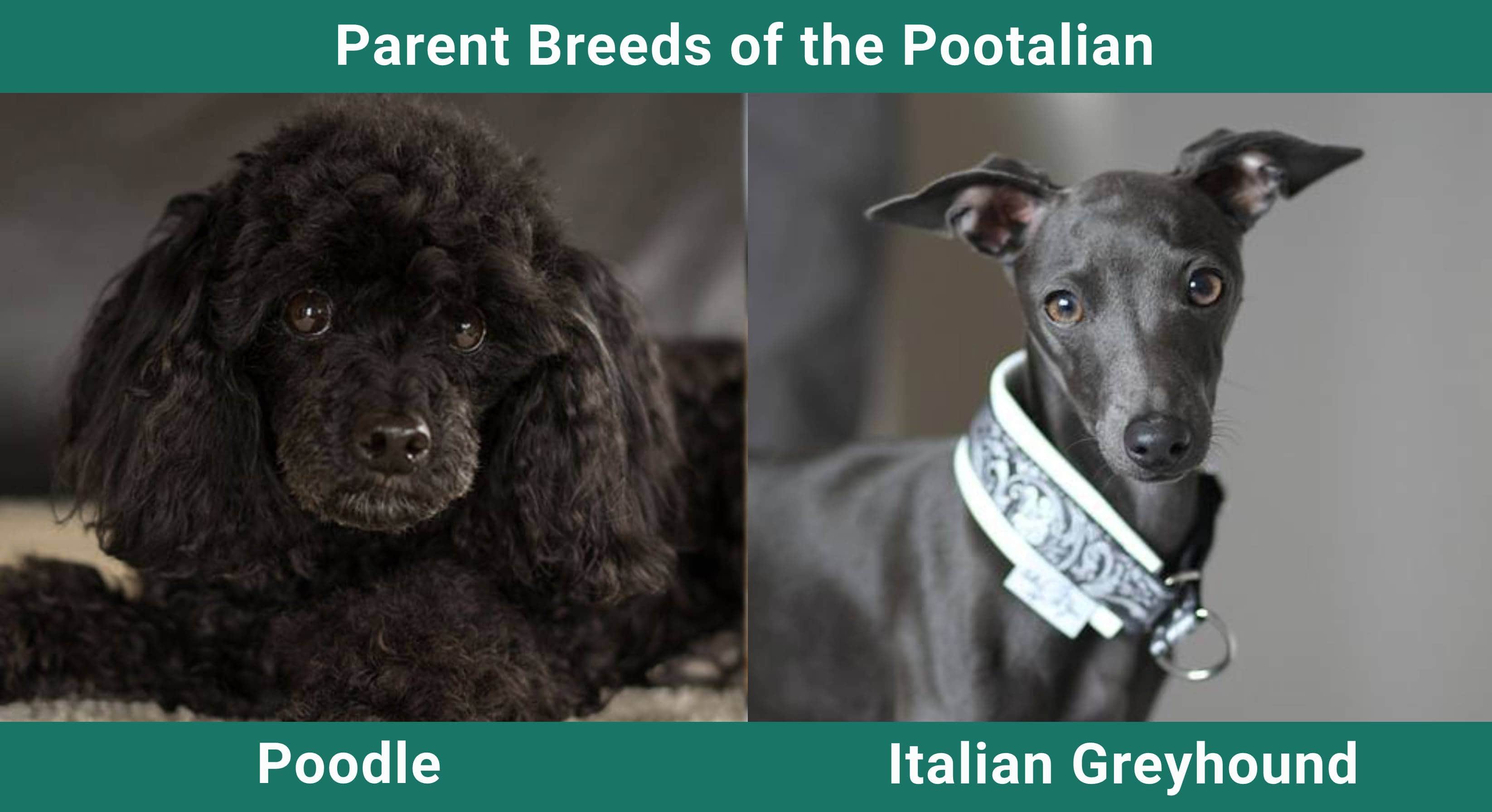 Parent_breeds_Pootalian