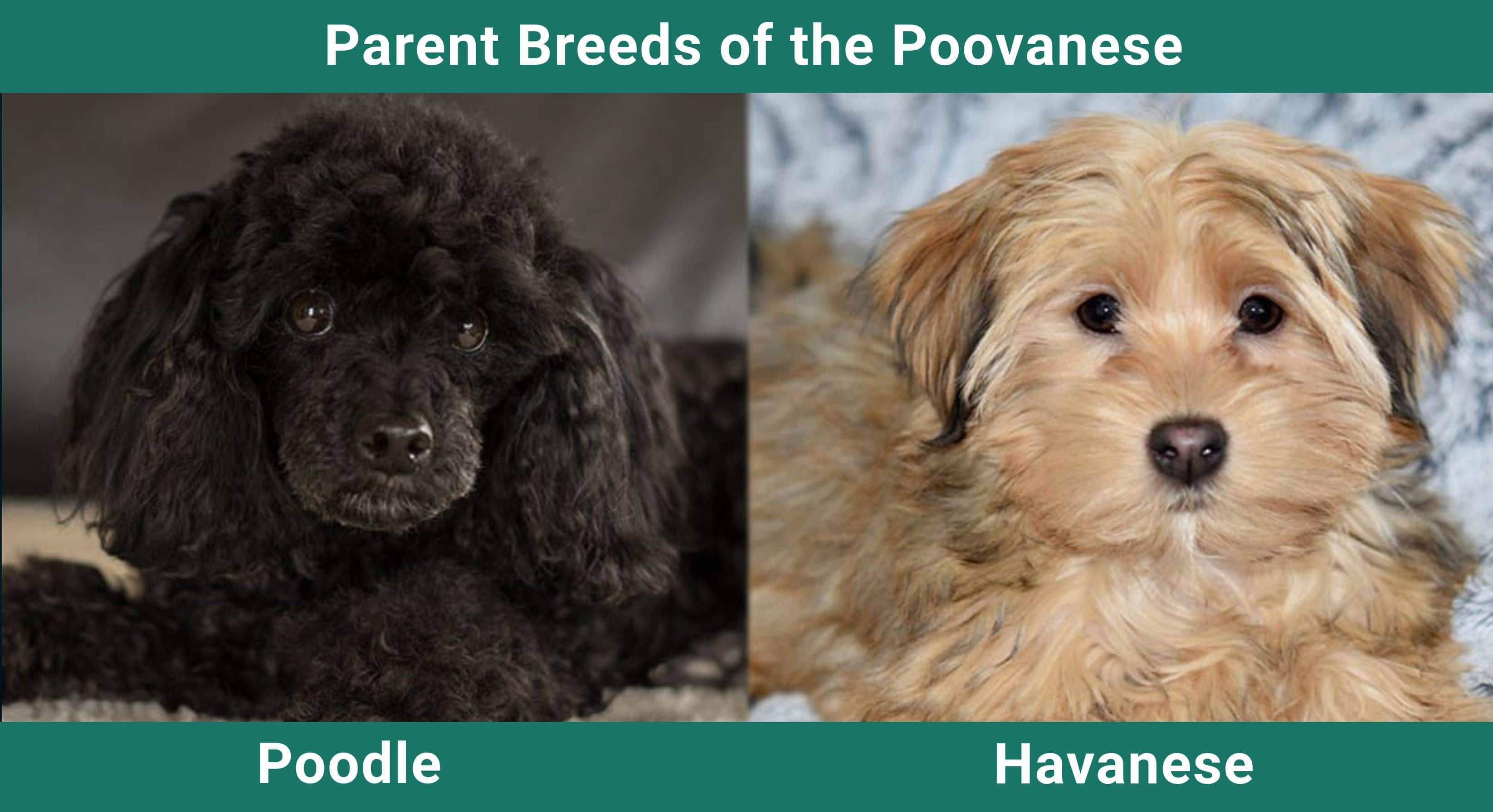 Parent_breeds_Poovanese