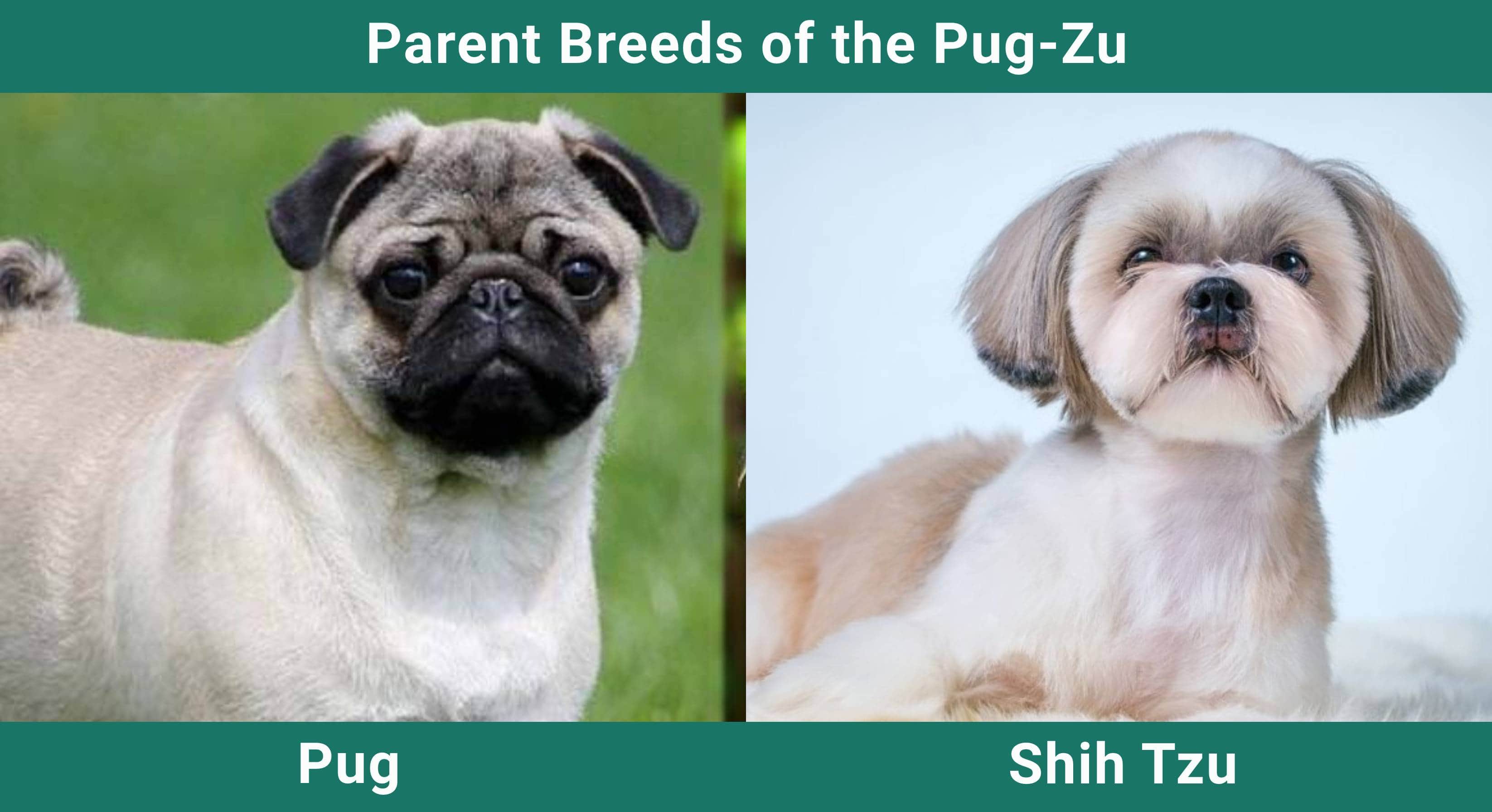 Parent_breeds_Pug-Zu