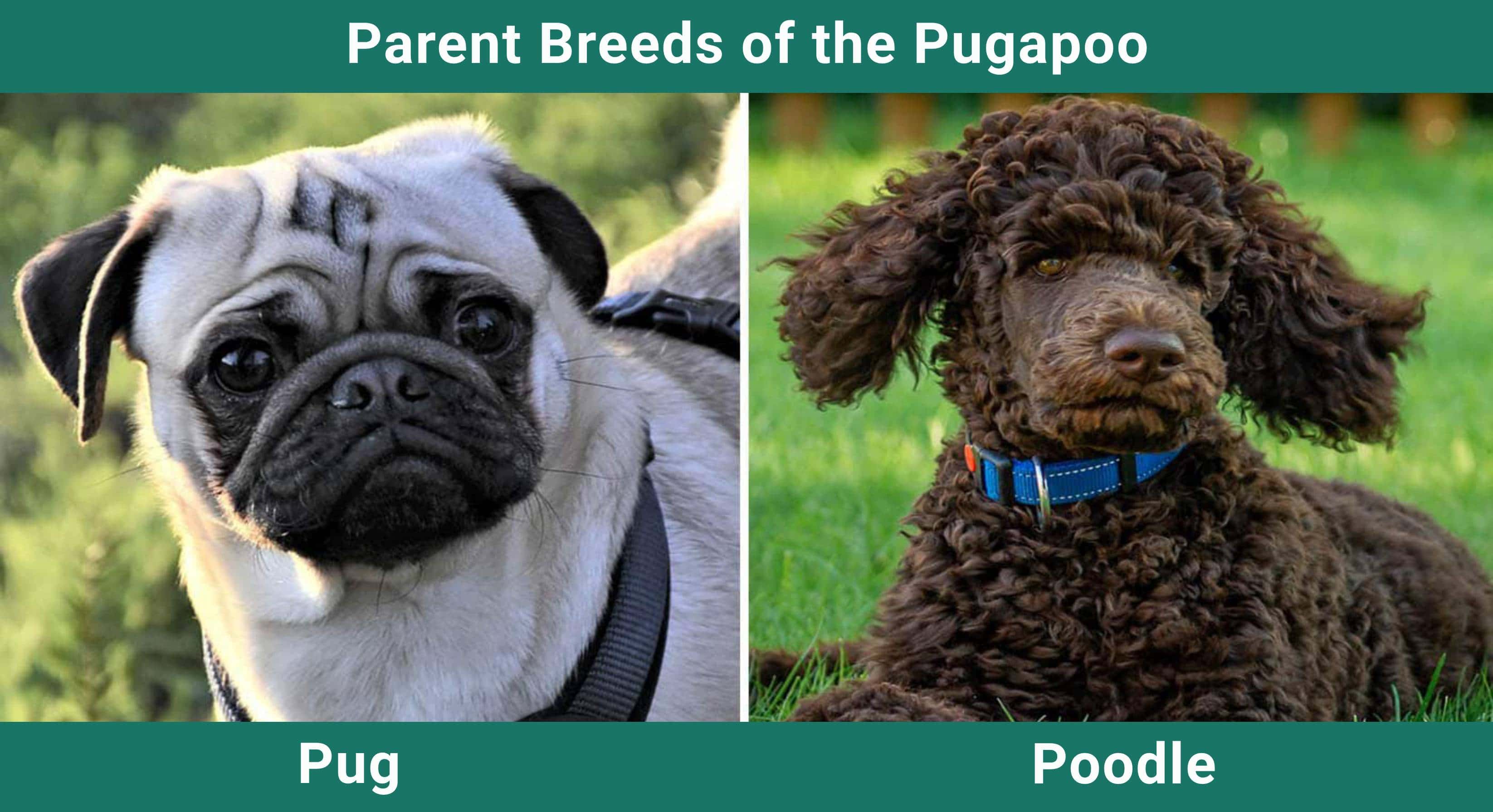 Parent_breeds_Pugapoo
