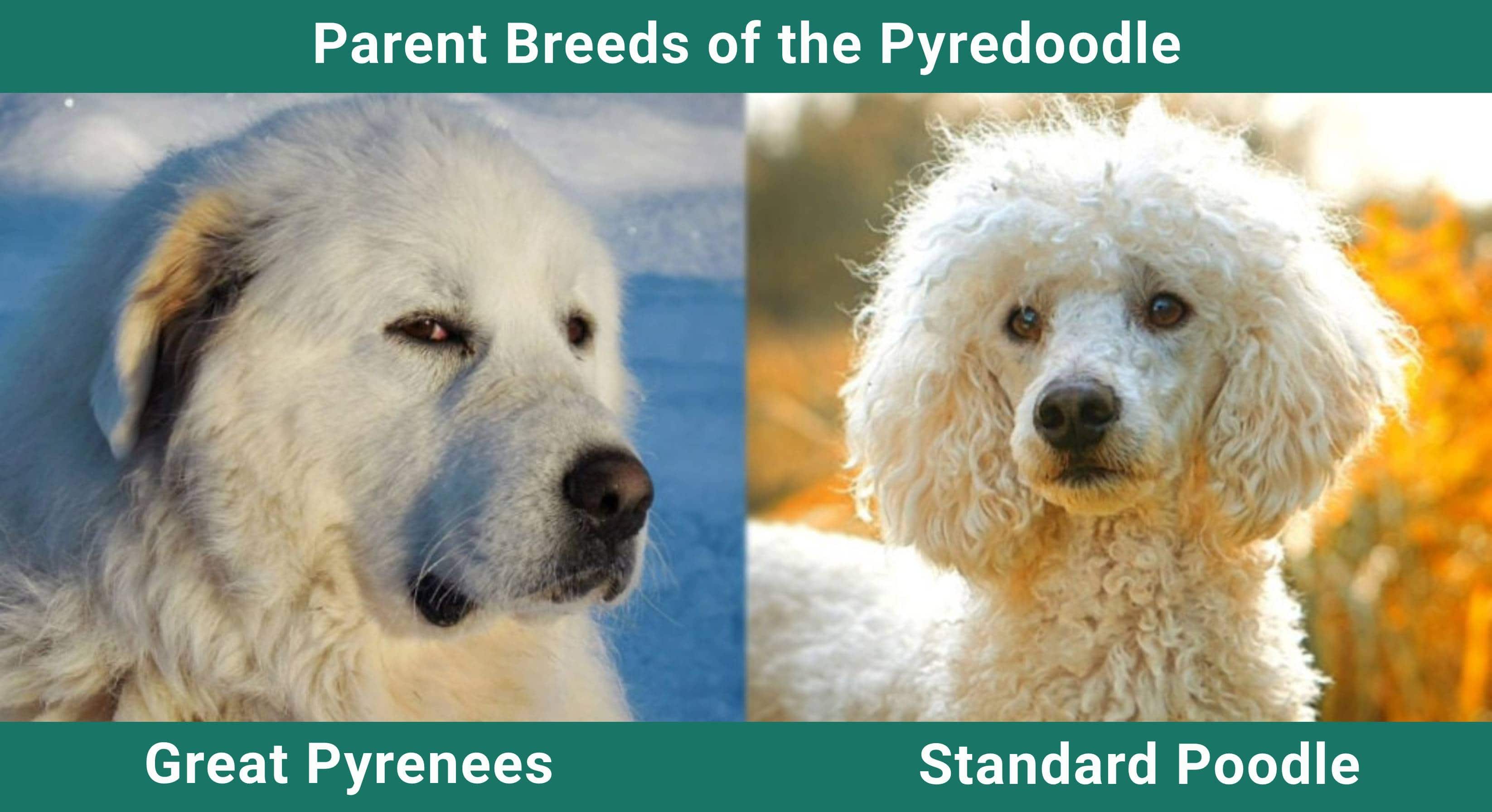 Parent_breeds_Pyredoodle