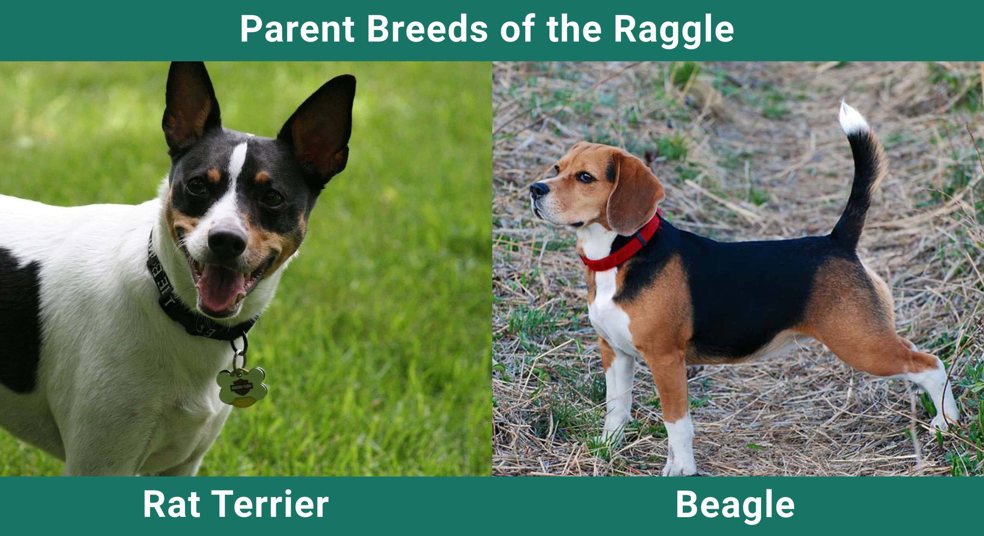 Parent_breeds_Raggle