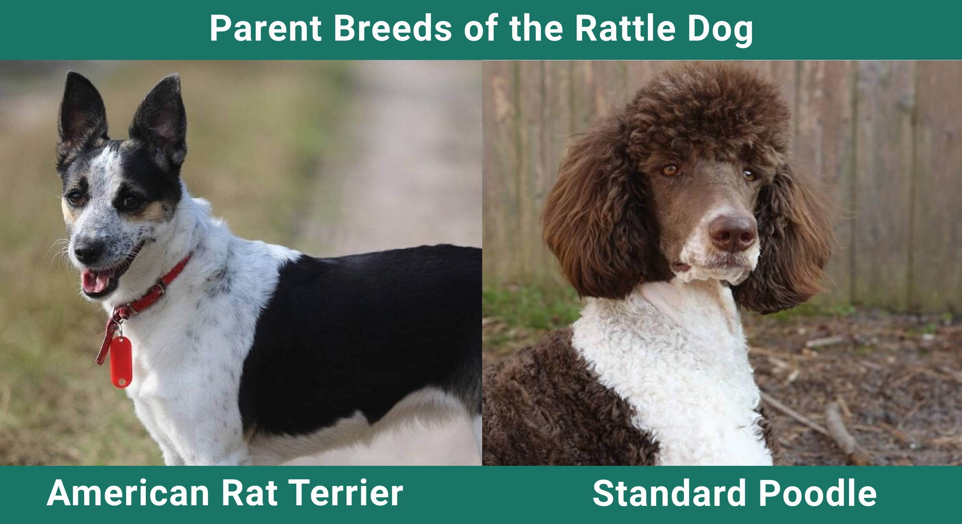 Parent_breeds_Rattle-Dog