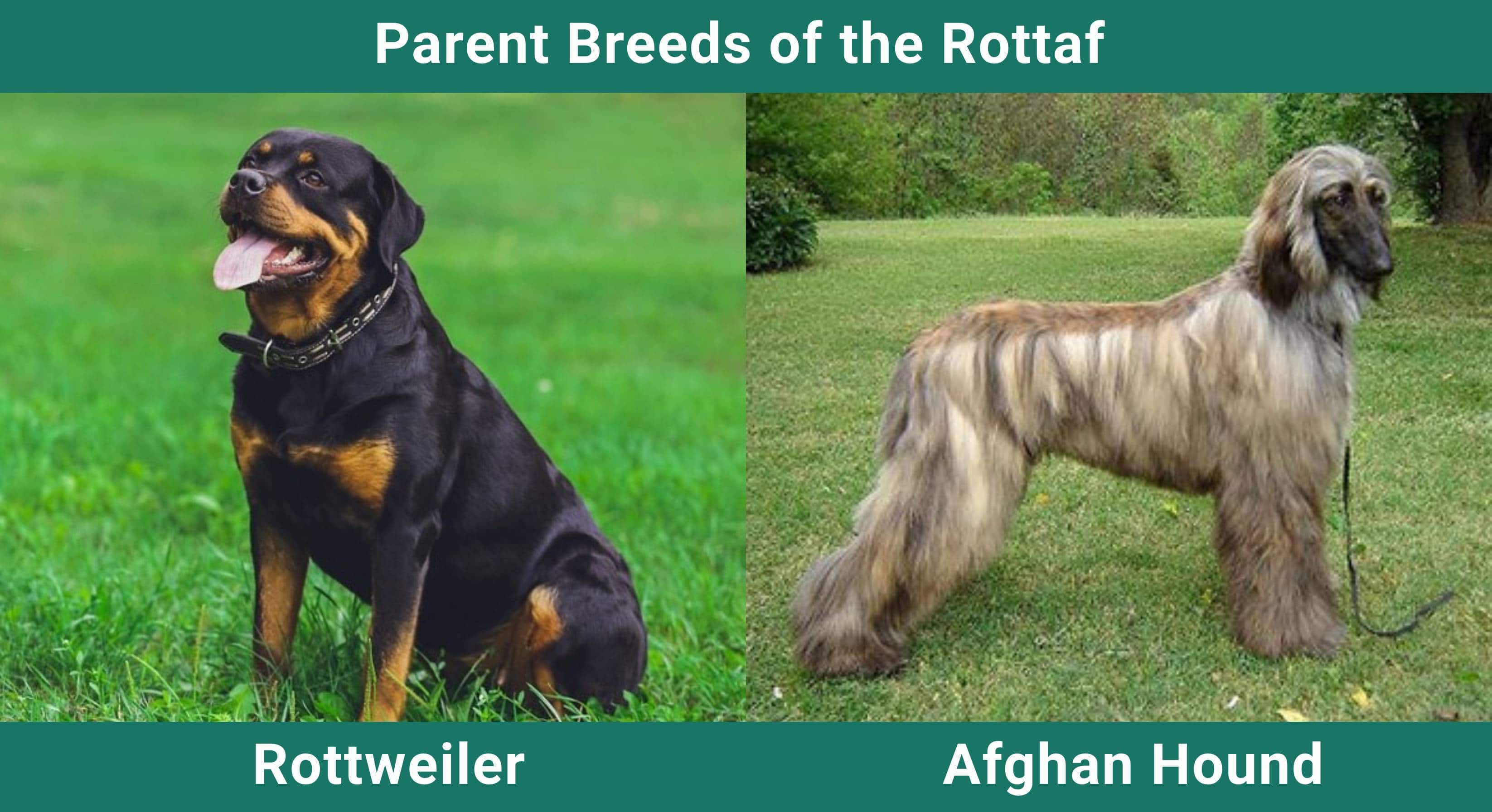Parent_breeds_Rottaf
