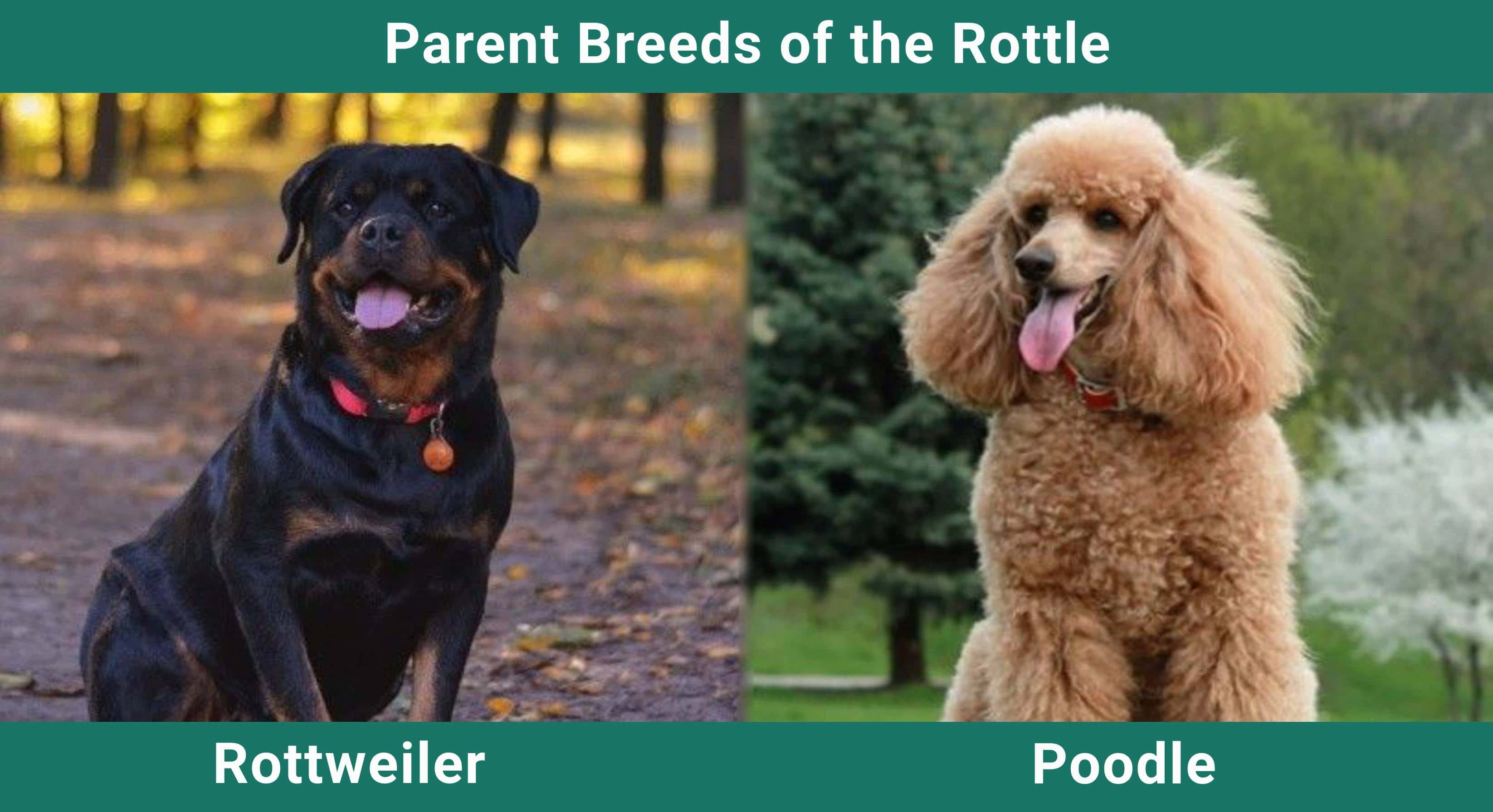 Parent_breeds_Rottle