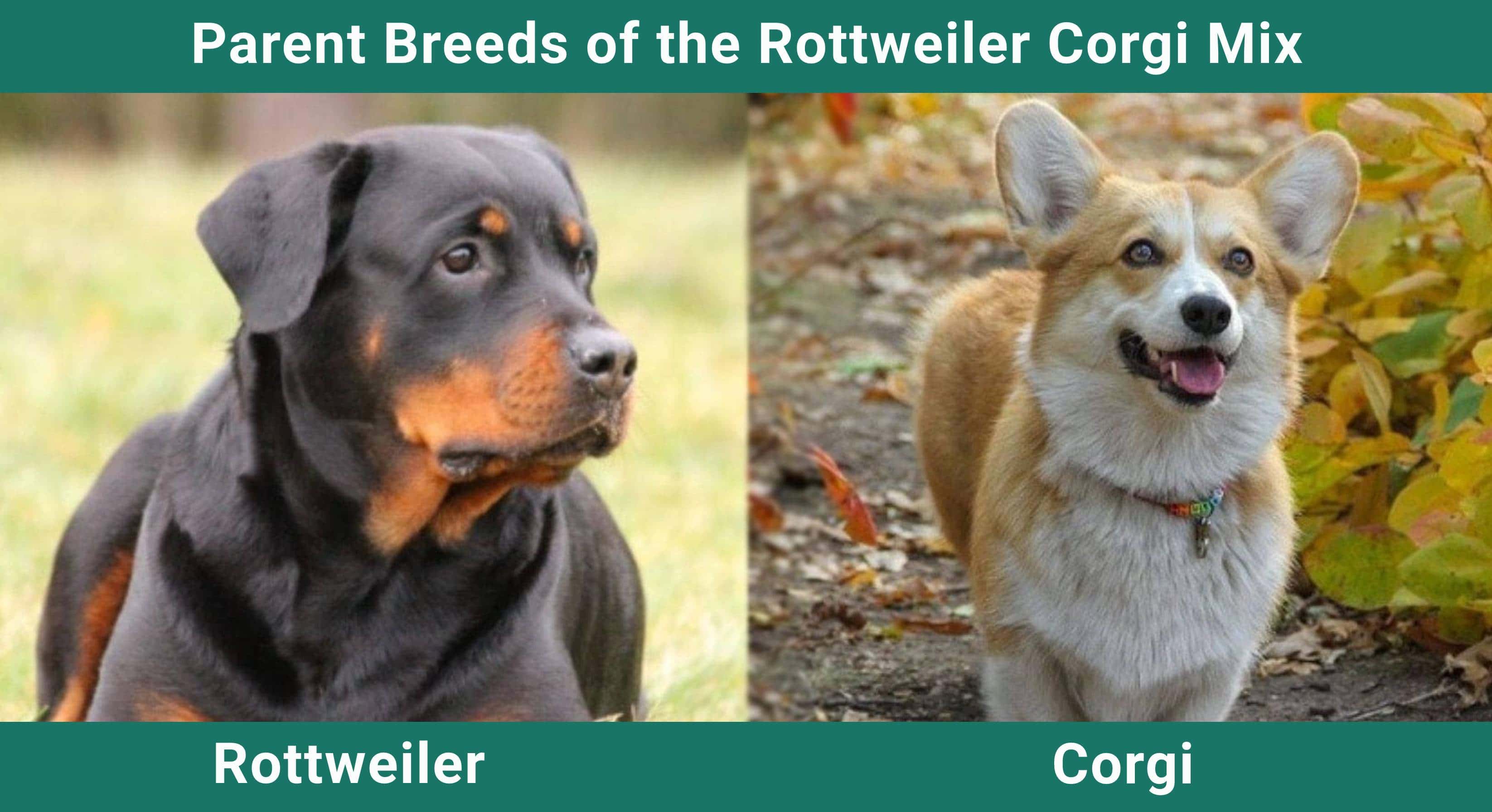 Parent_breeds_Rottweiler-Corgi-Mix