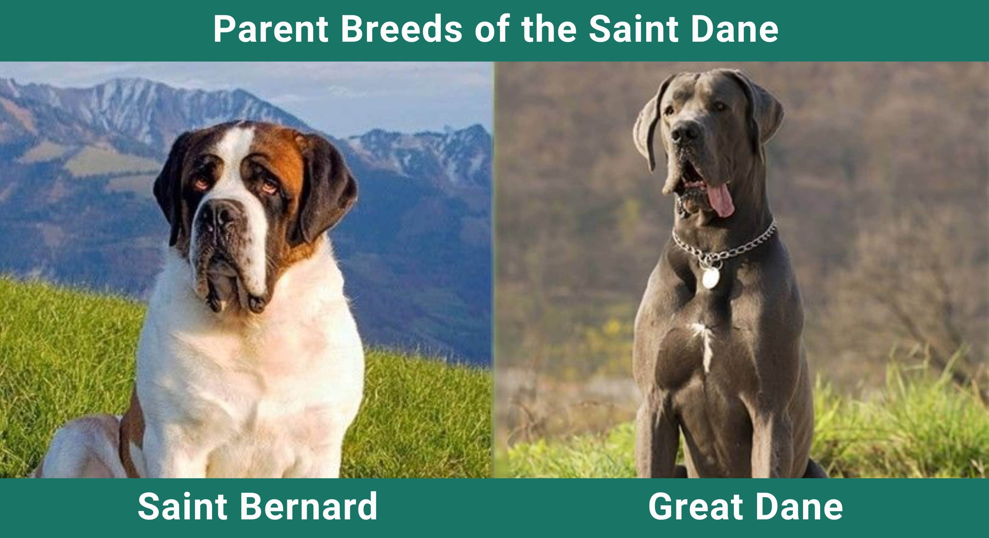Parent_breeds_Saint Dane