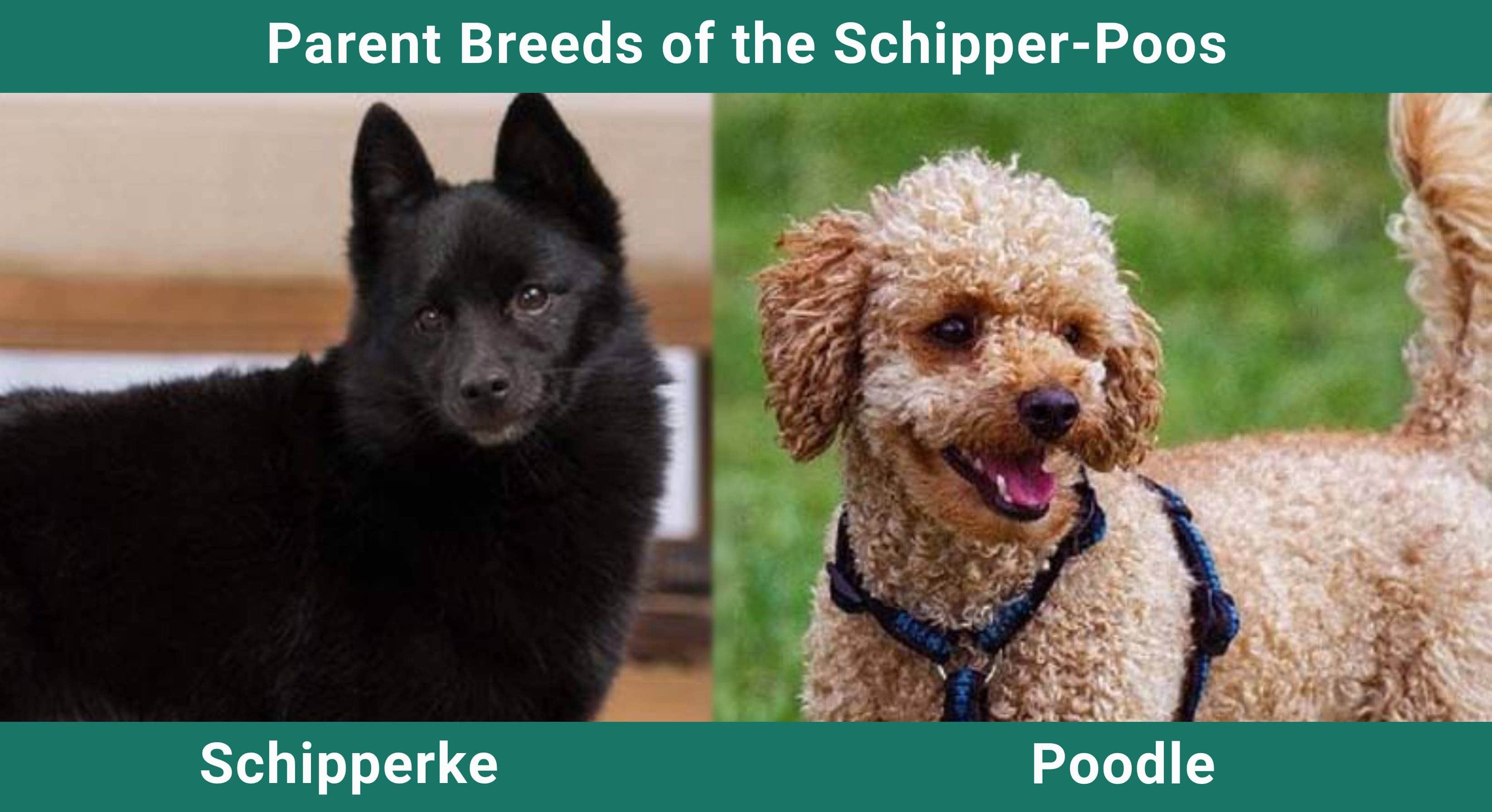 Parent_breeds_Schipper-Poos