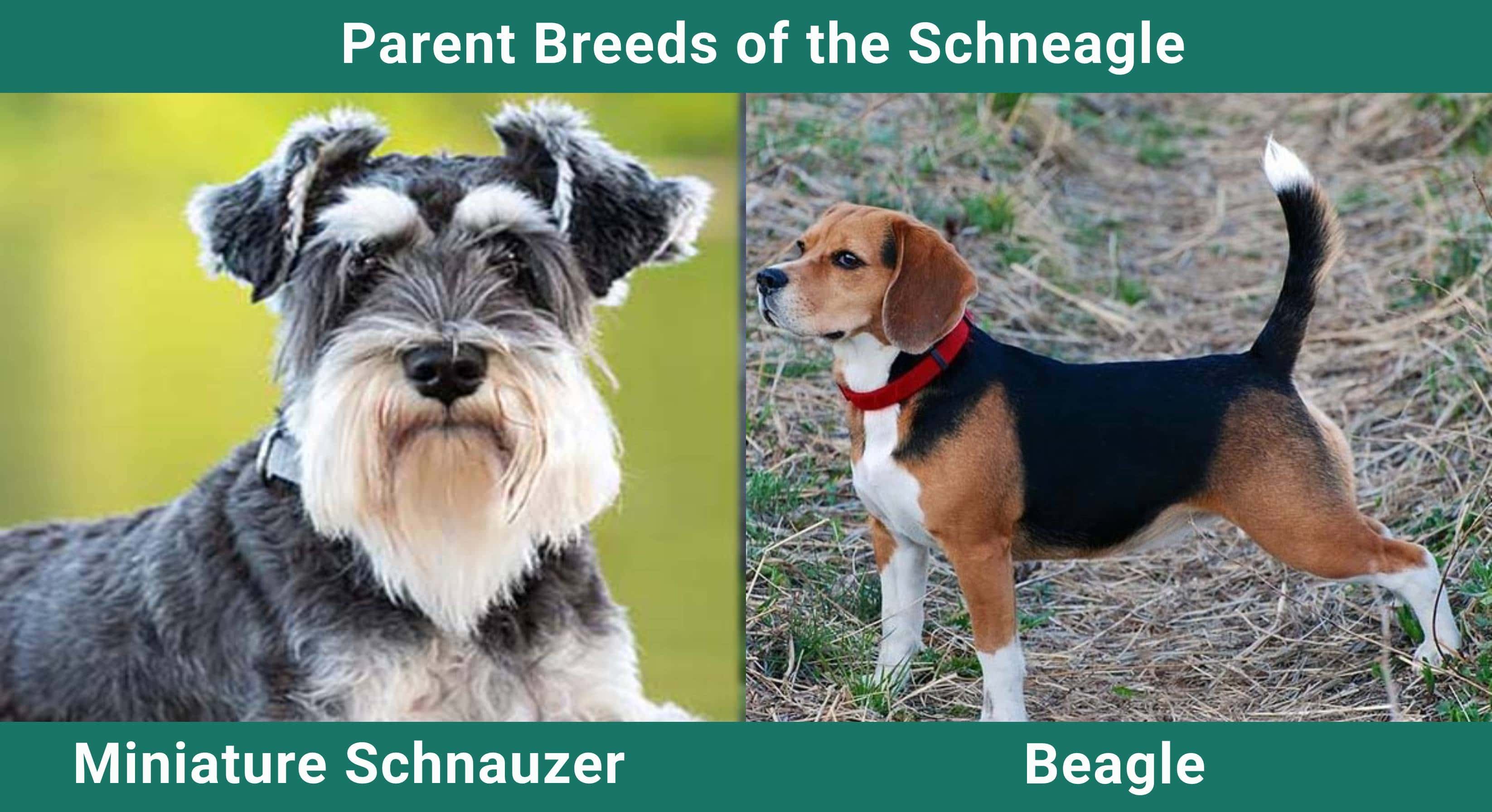 Parent_breeds_Schneagle