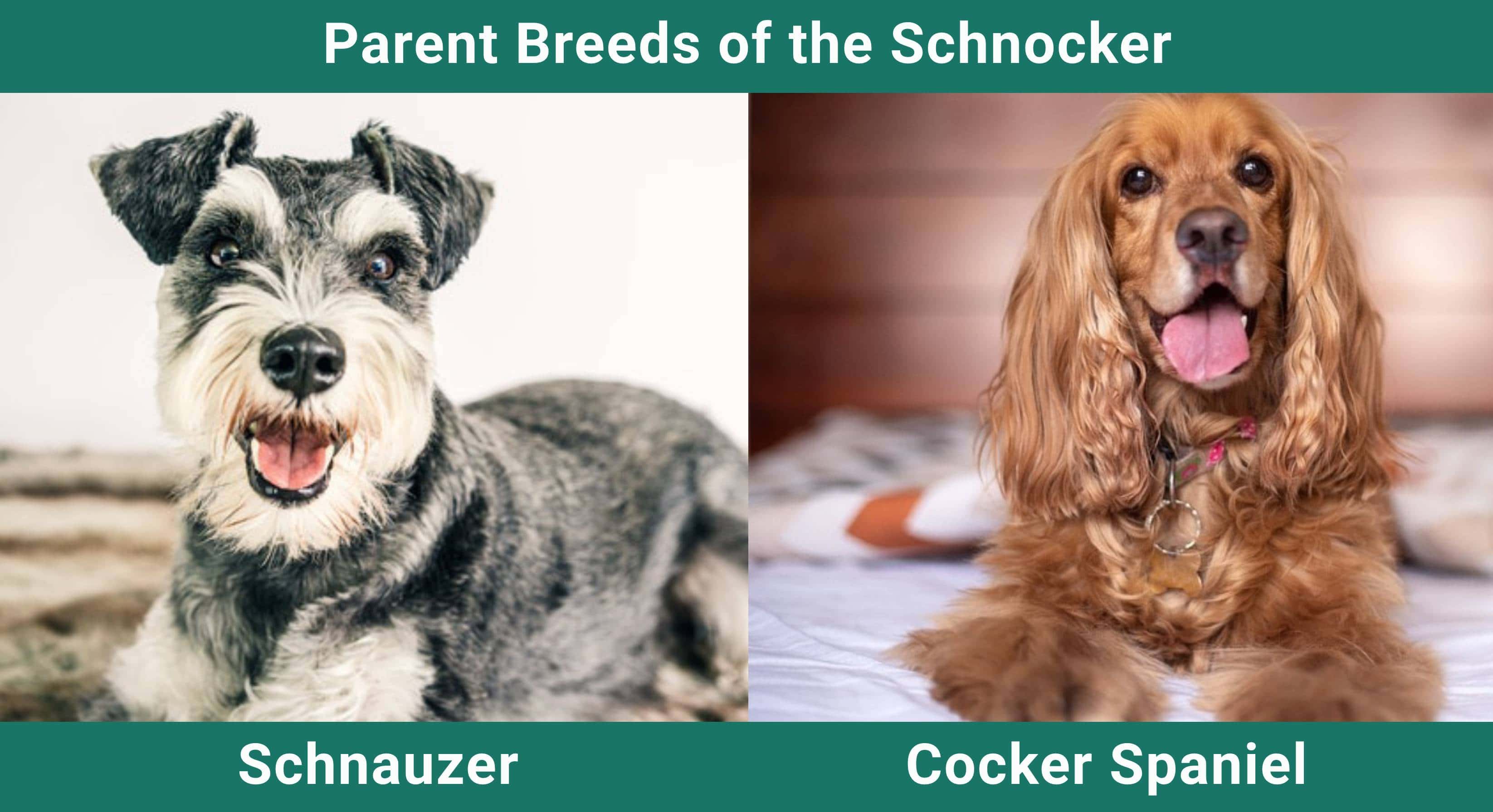 Parent_breeds_Schnocker