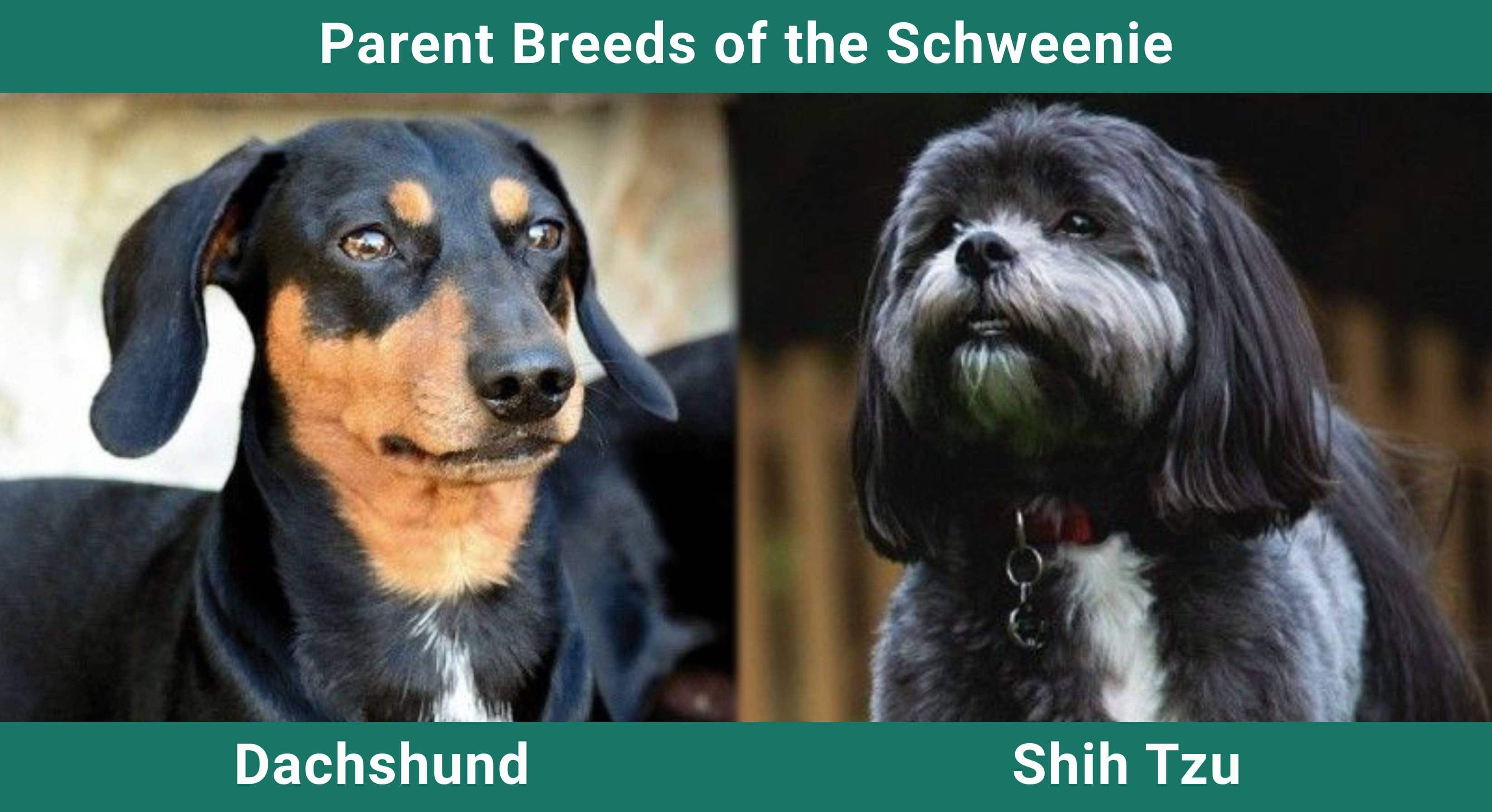 Parent_breeds_Schweenie
