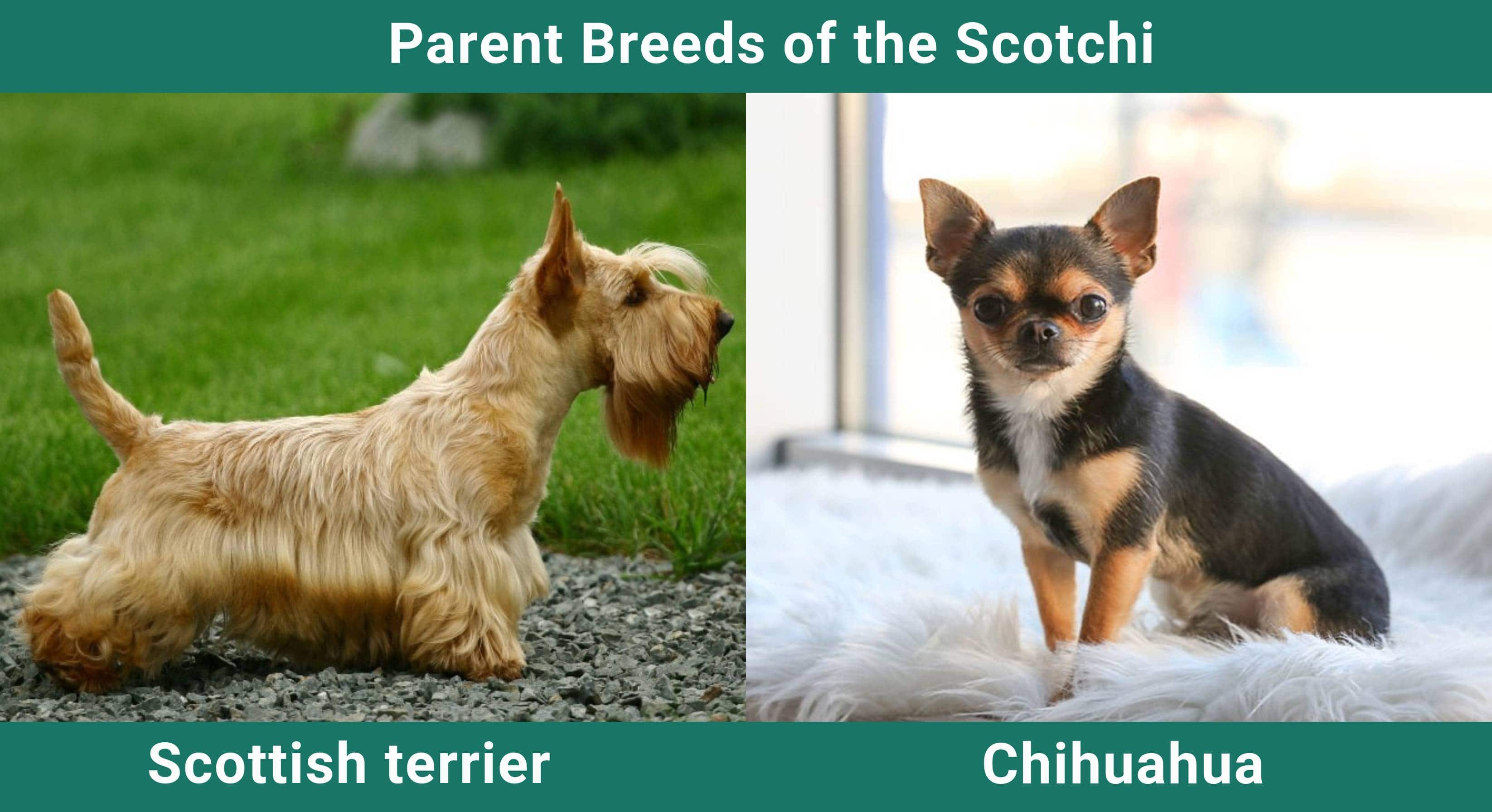Parent_breeds_Scotchi