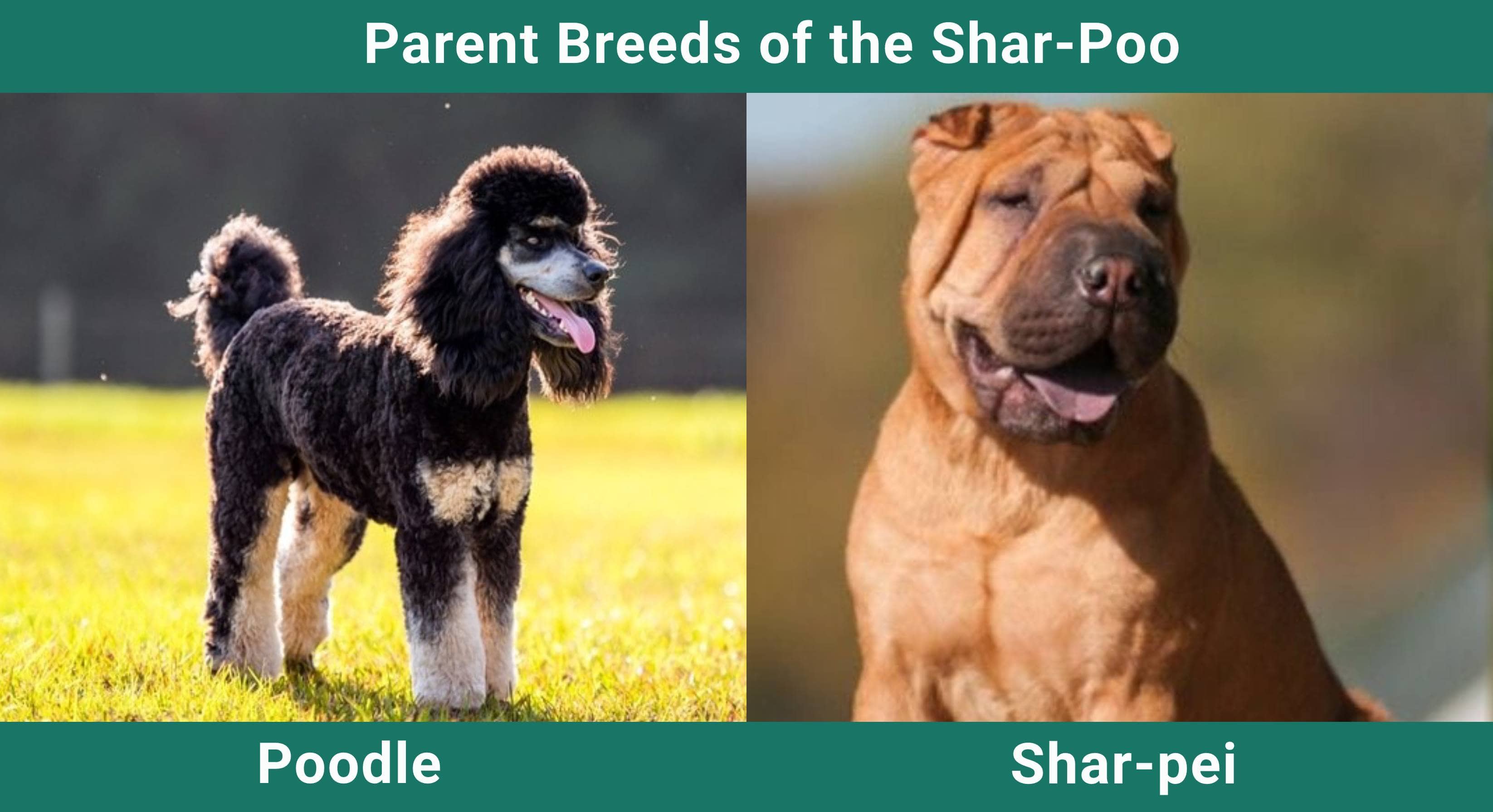Parent_breeds_Shar-Poo
