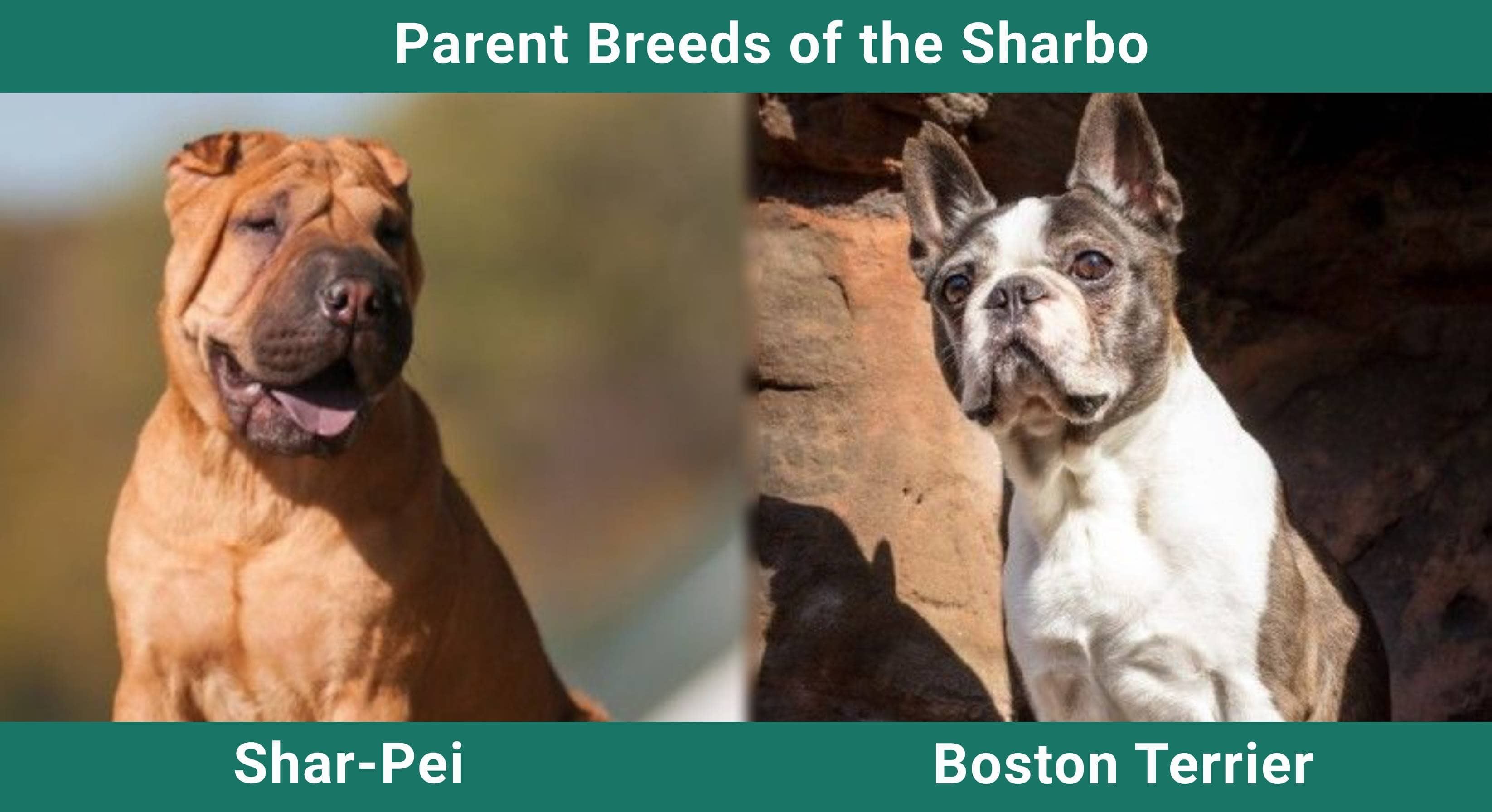 Parent_breeds_Sharbo