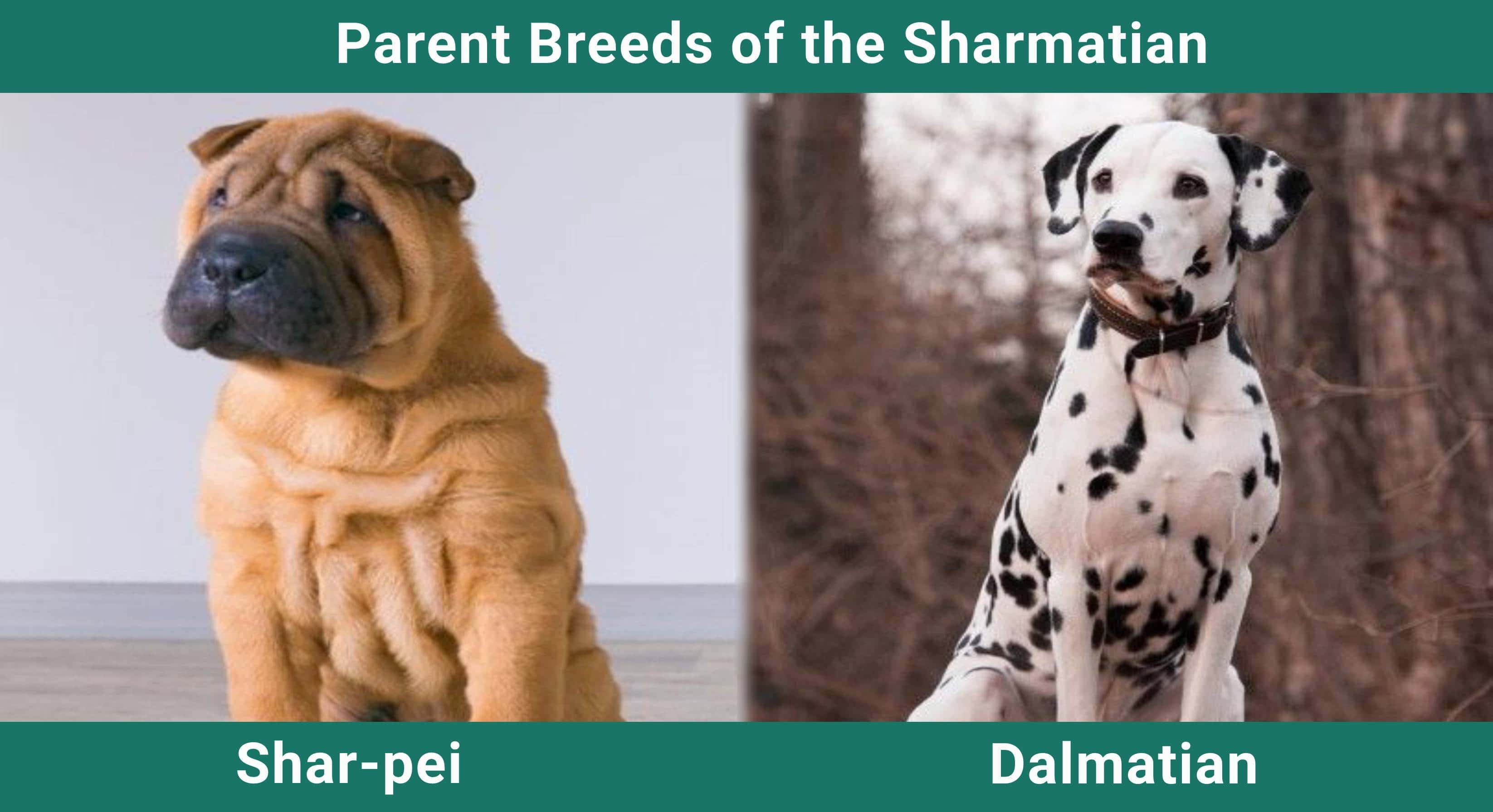 Parent_breeds_Sharmatian