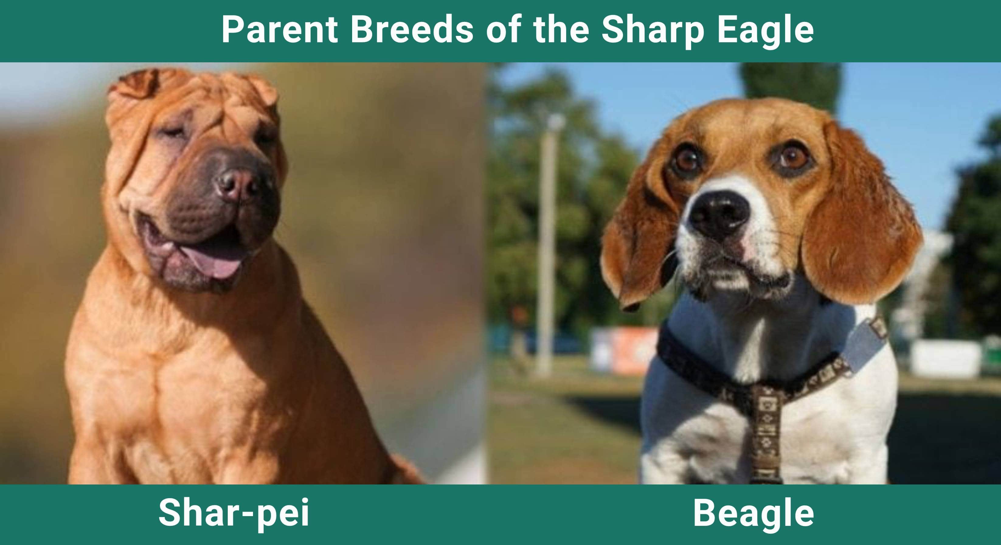 Parent_breeds_Sharp Eagle