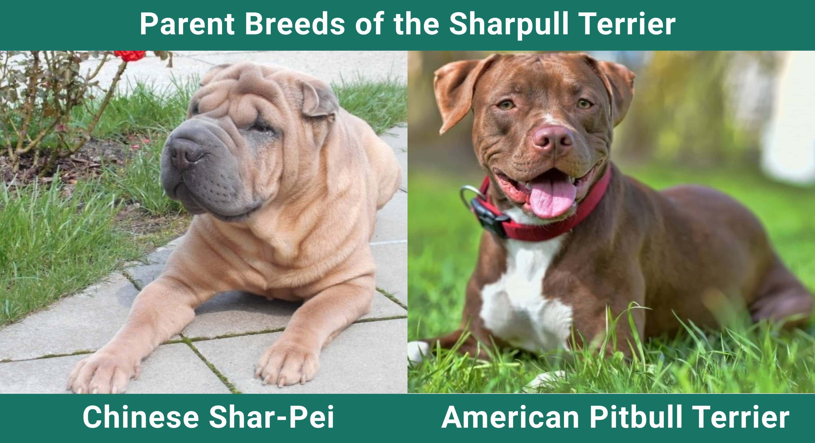 Parent_breeds_Sharpull Terrier