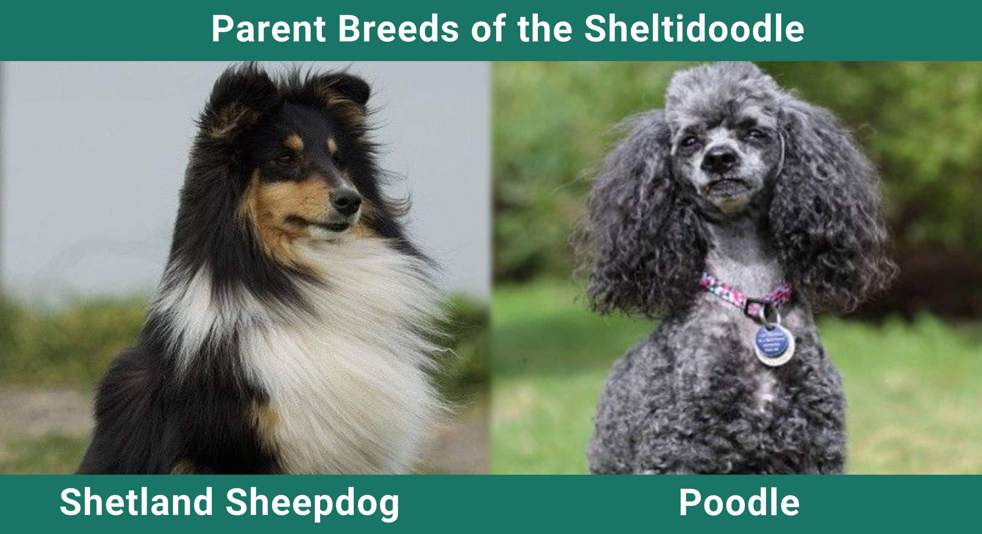 Parent_breeds_Sheltidoodle