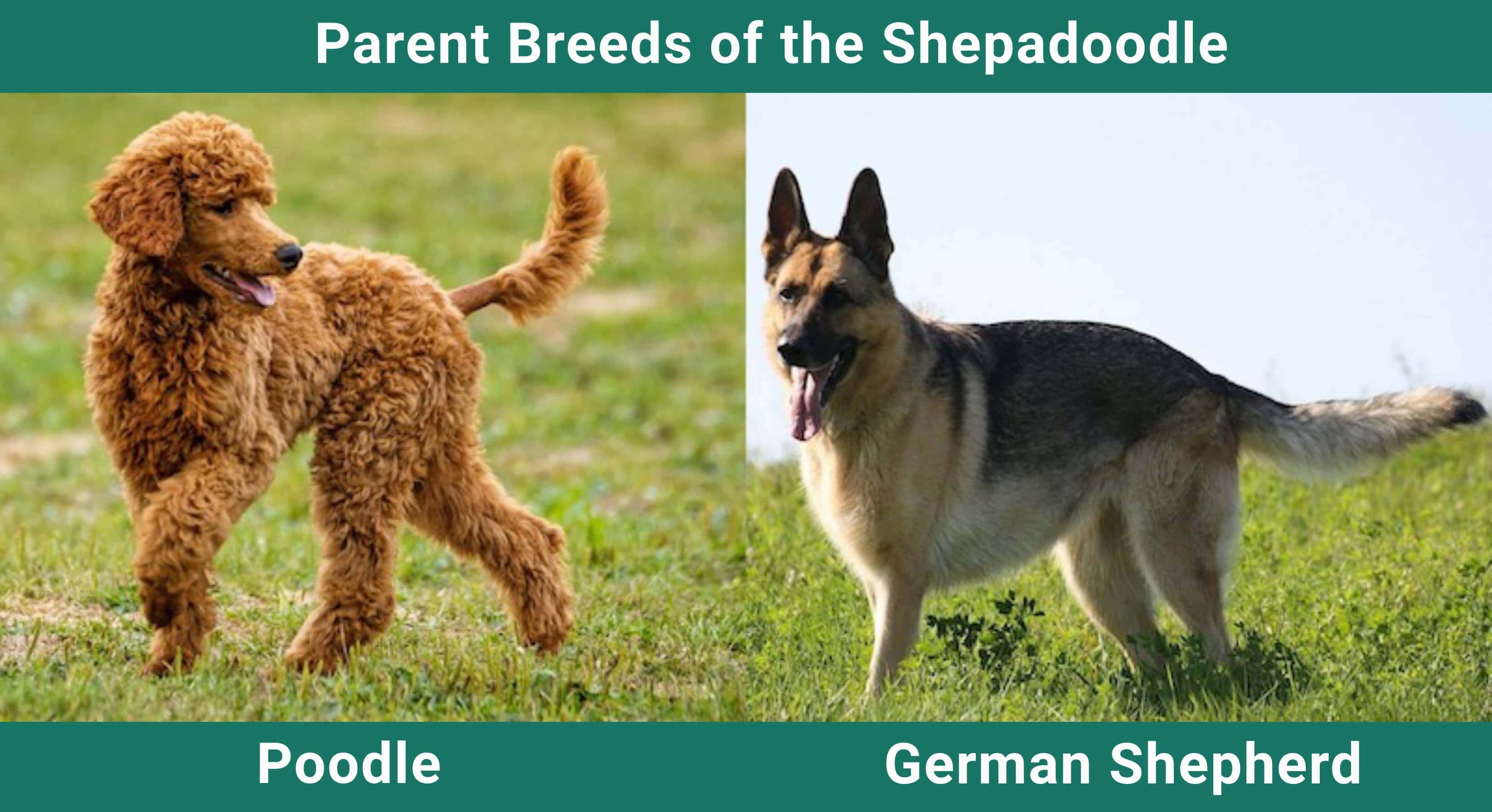 Parent_breeds_Shepadoodle