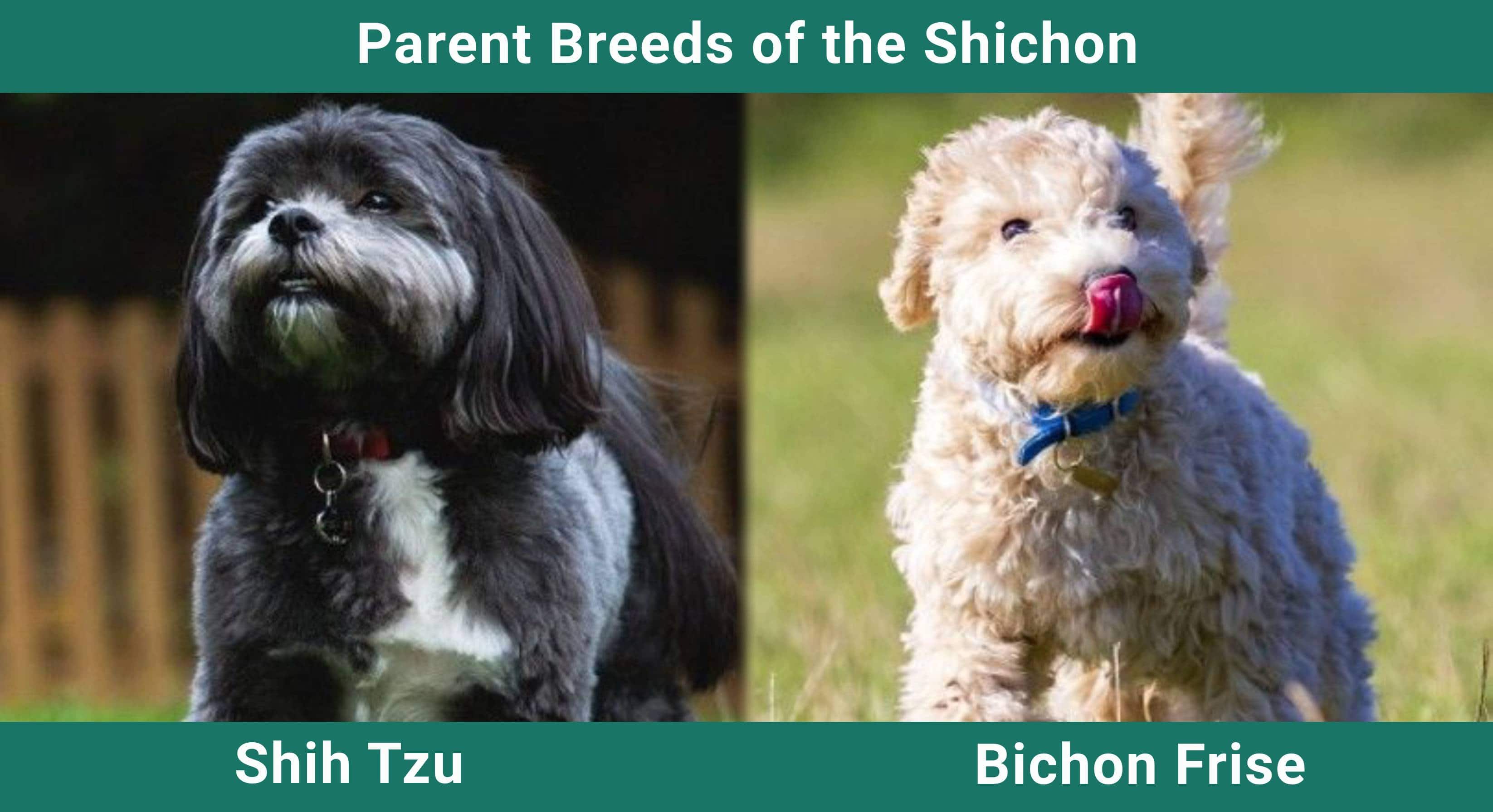 Parent_breeds_Shichon