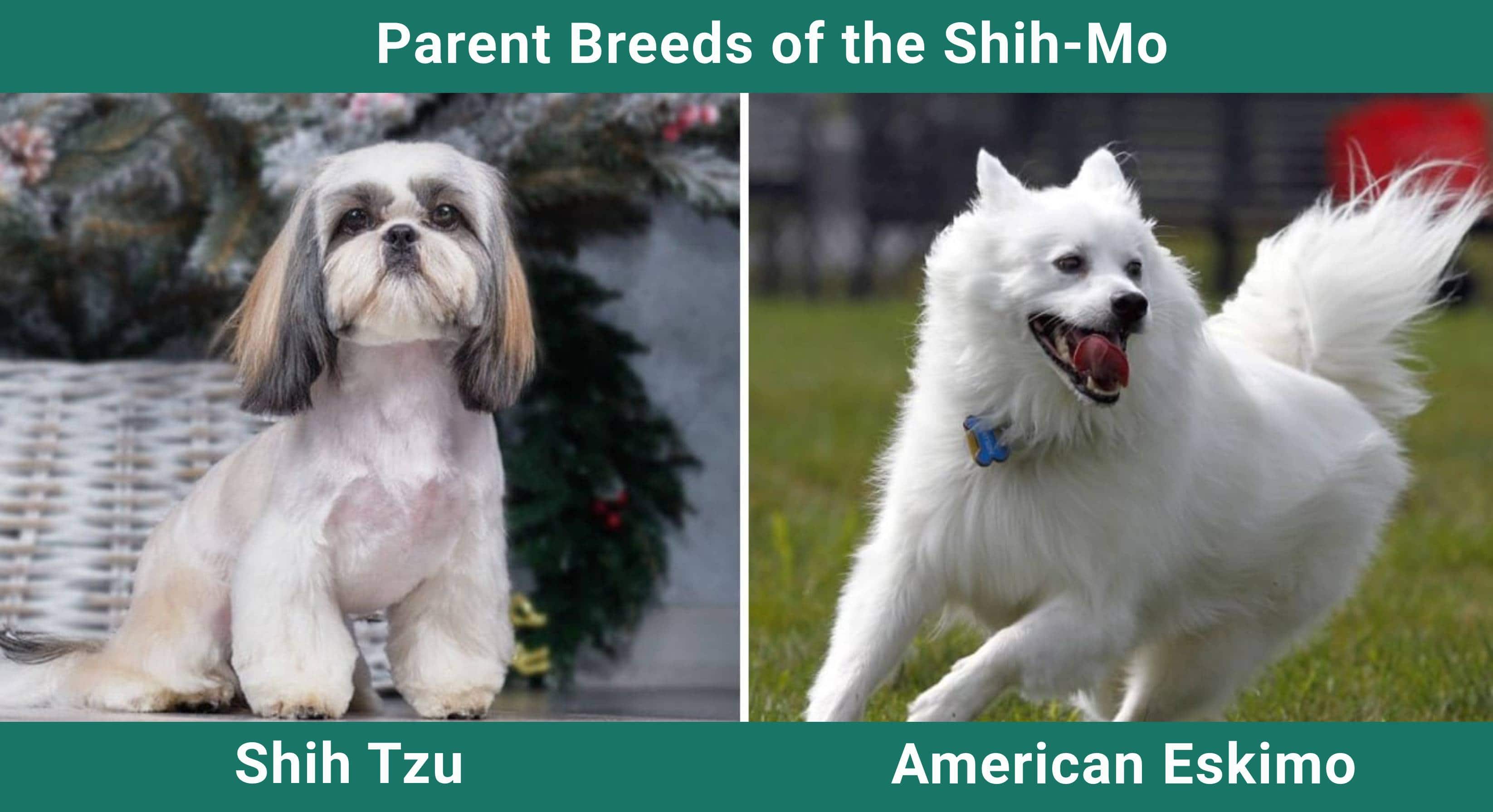 Parent_breeds_Shih-Mo