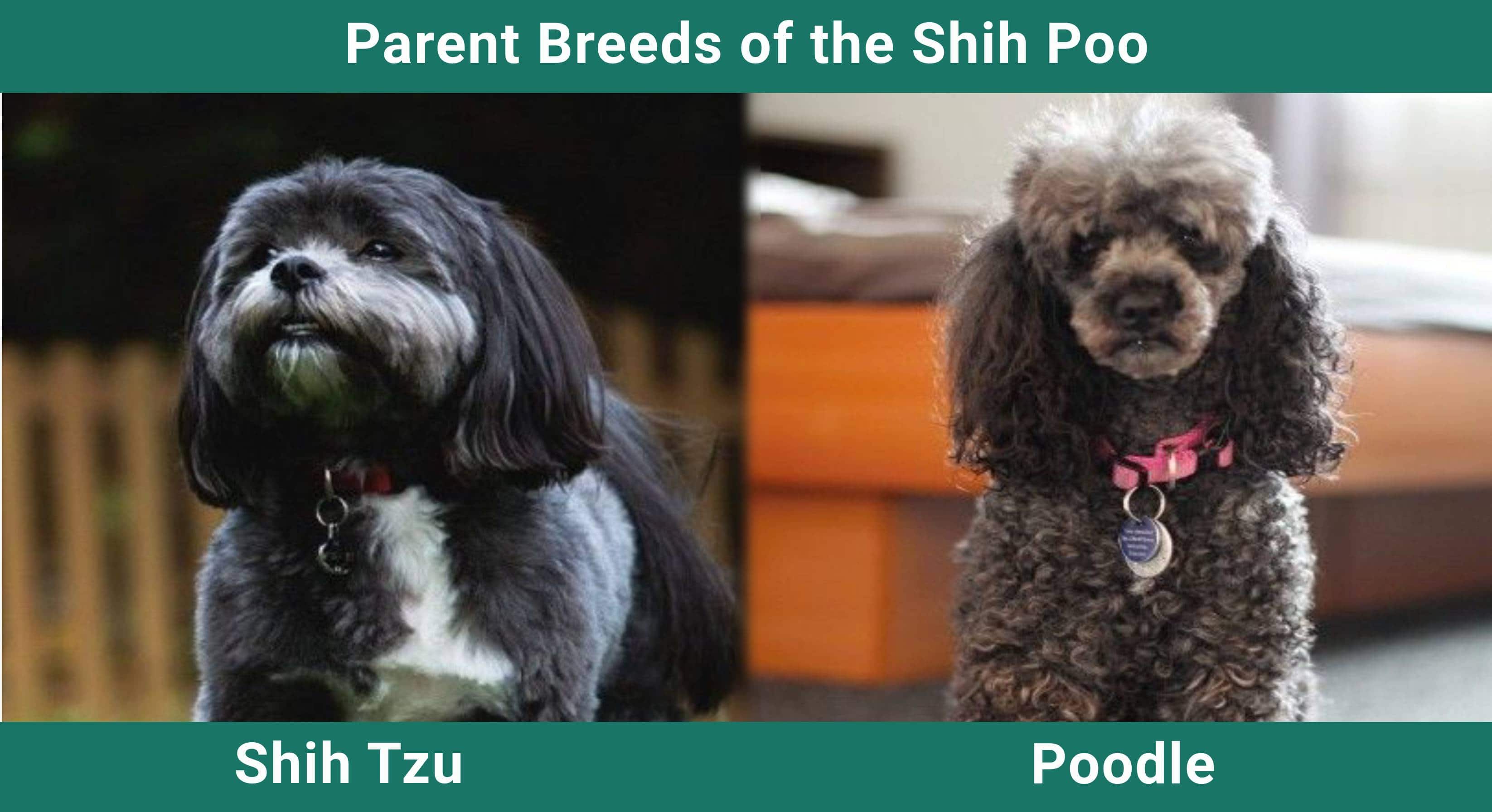 Parent Breeds of the Shih-Poo