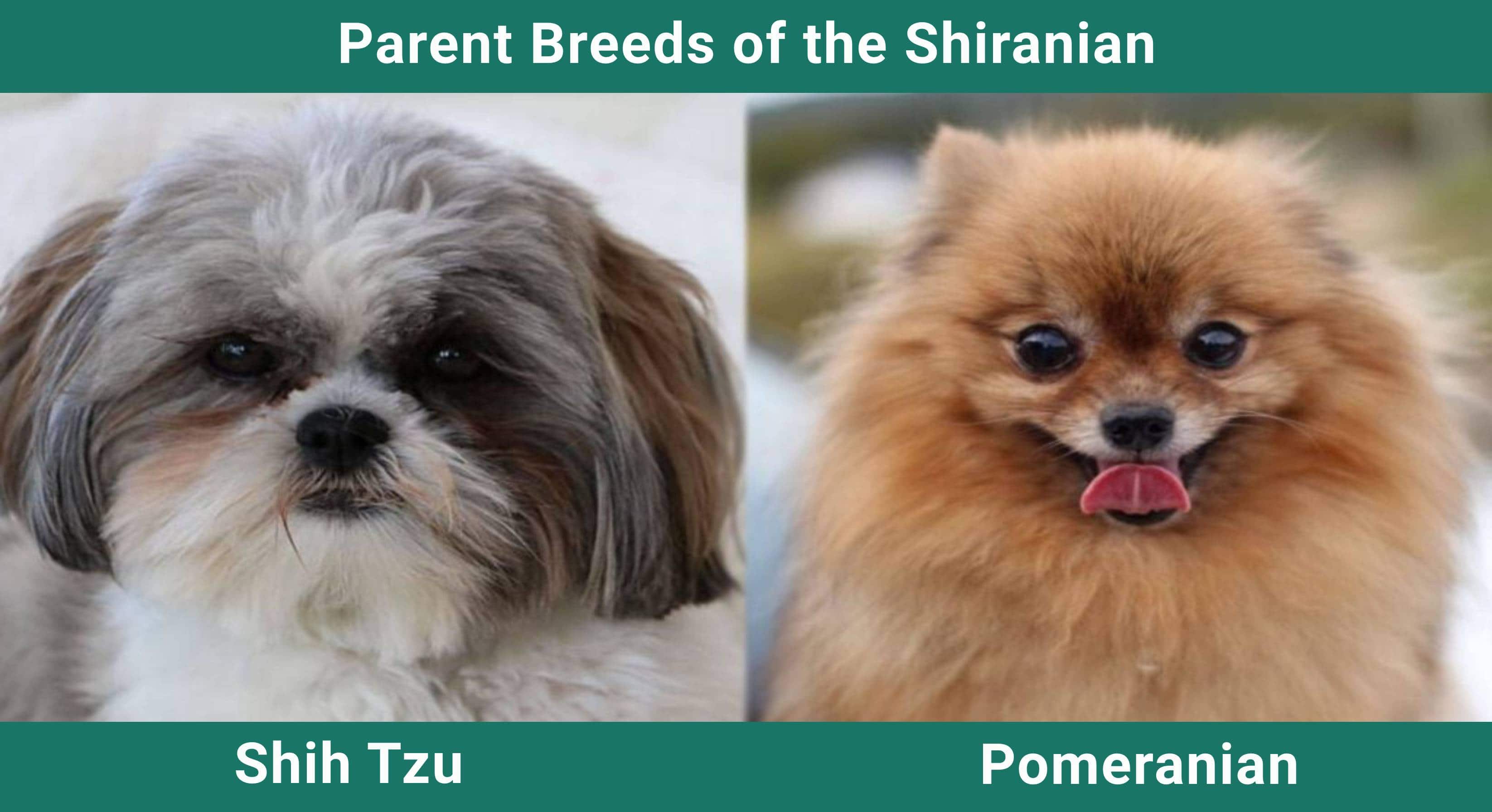 Parent_breeds_Shiranian
