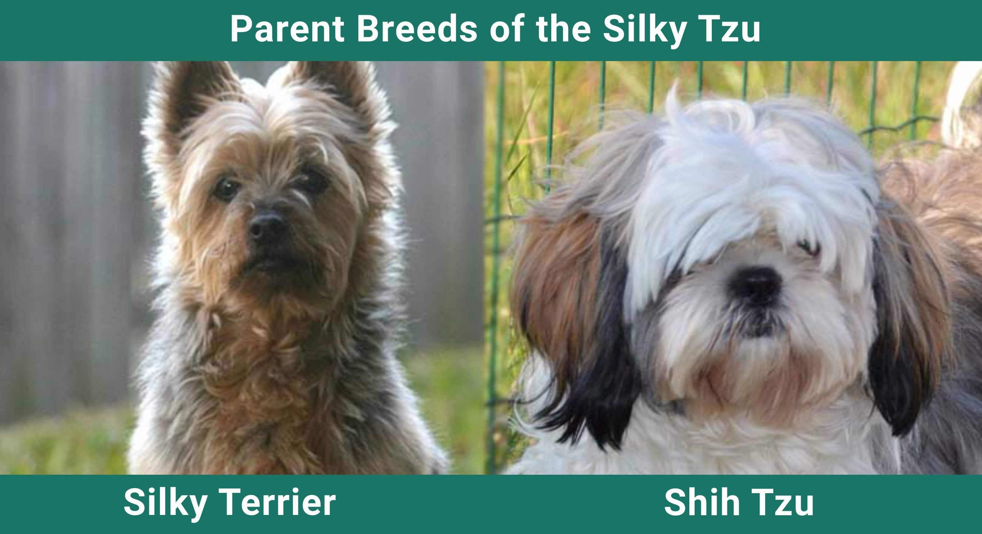Parent_breeds_Silky Tzu