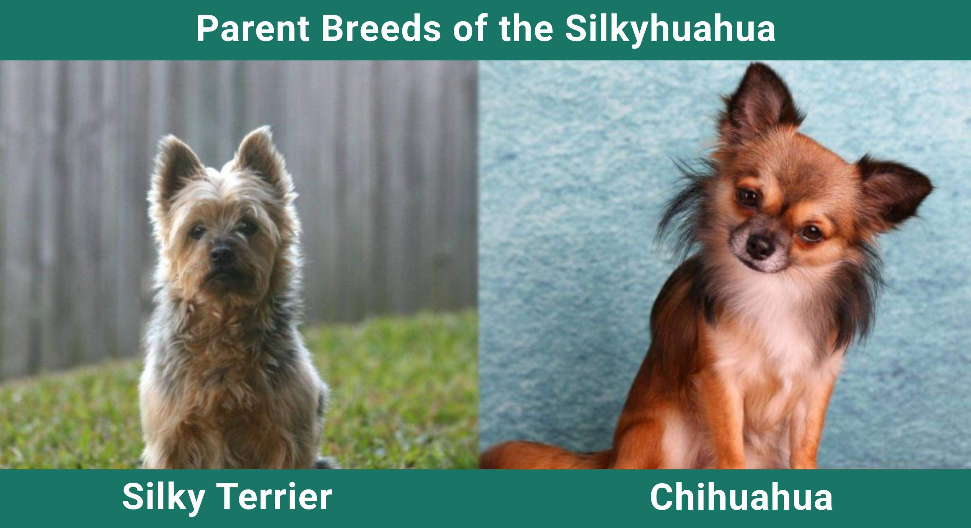 Parent_breeds_Silkyhuahua