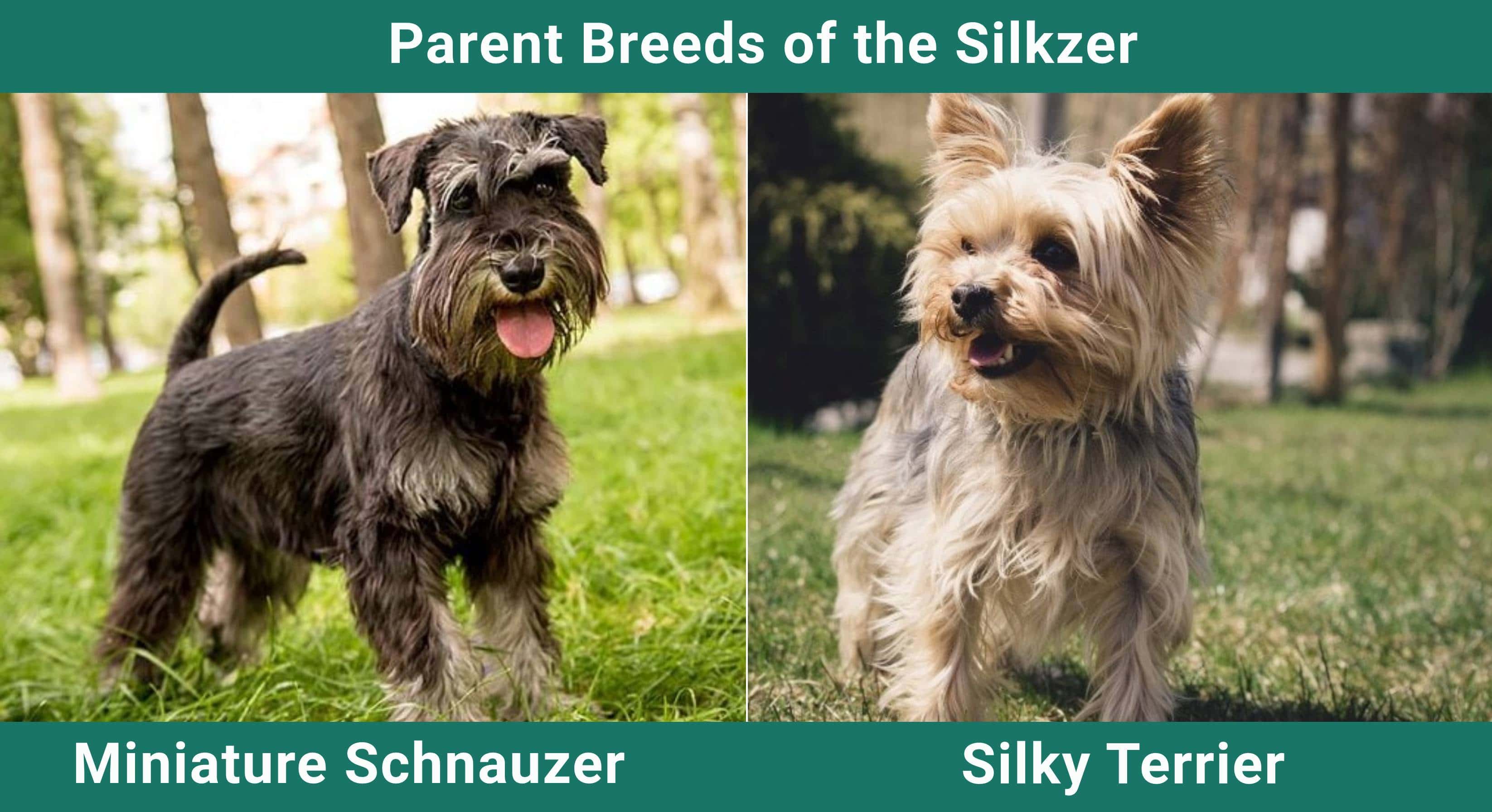 Parent_breeds_Silkzer