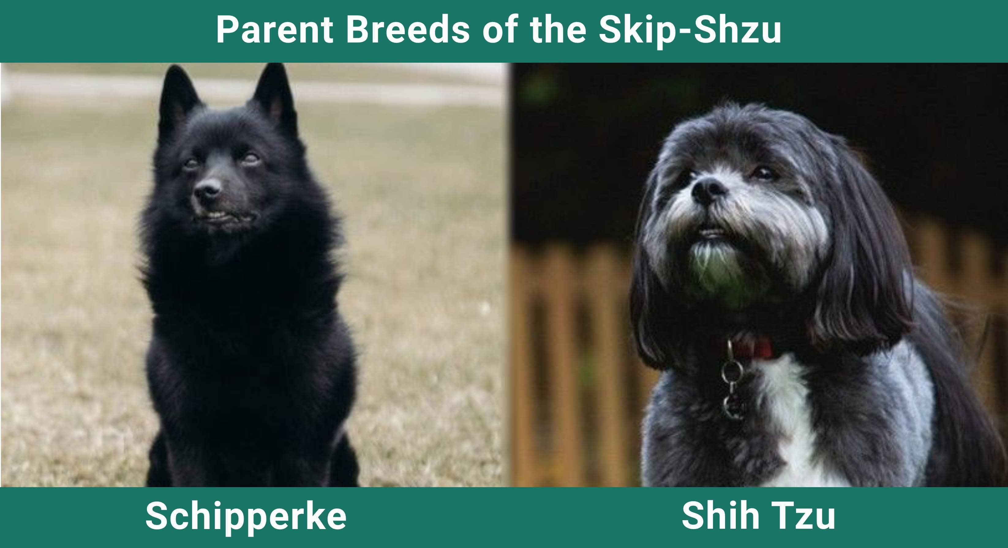 Parent_breeds_Skip-Shzu