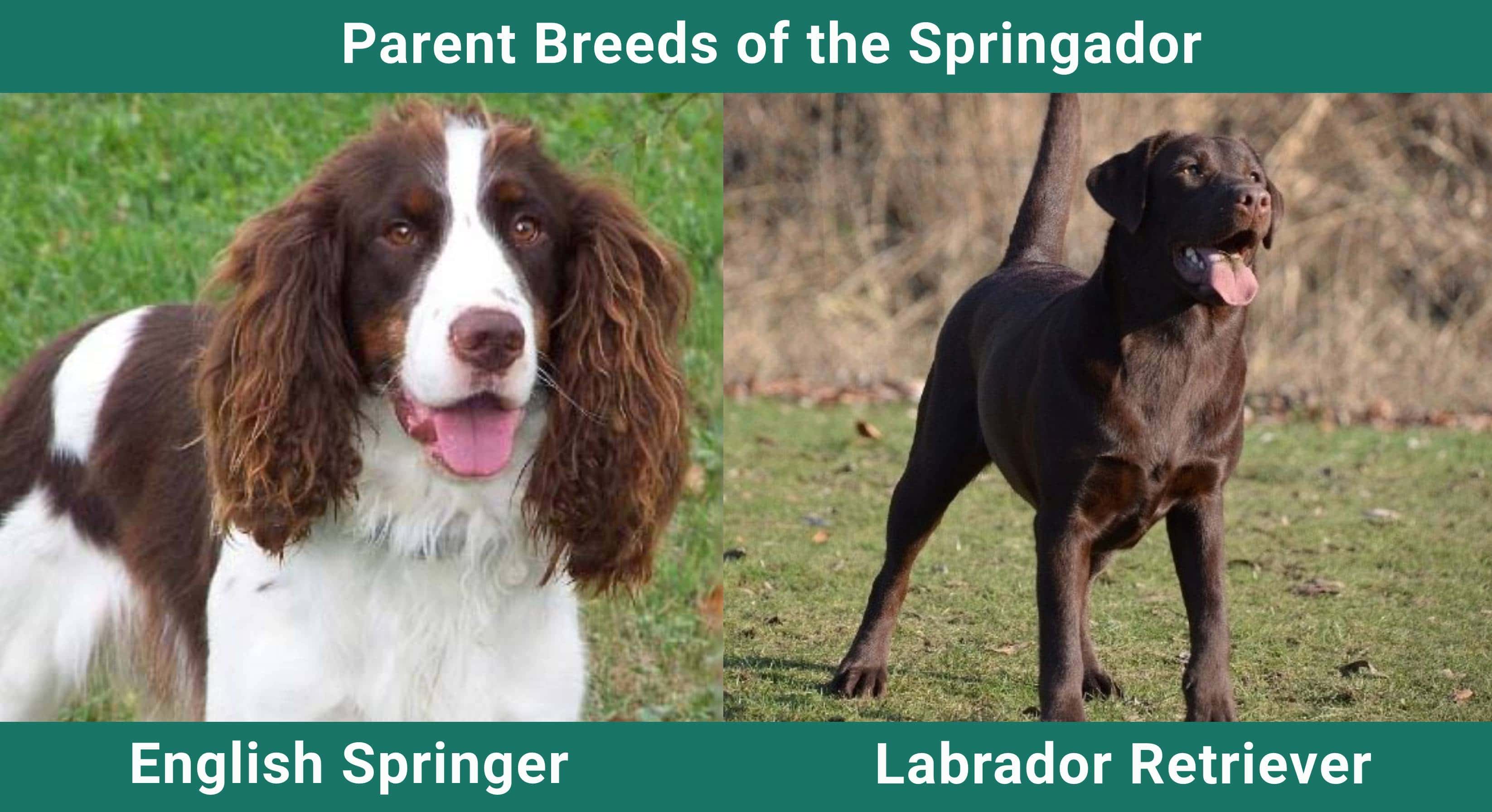 Parent_breeds_Springador