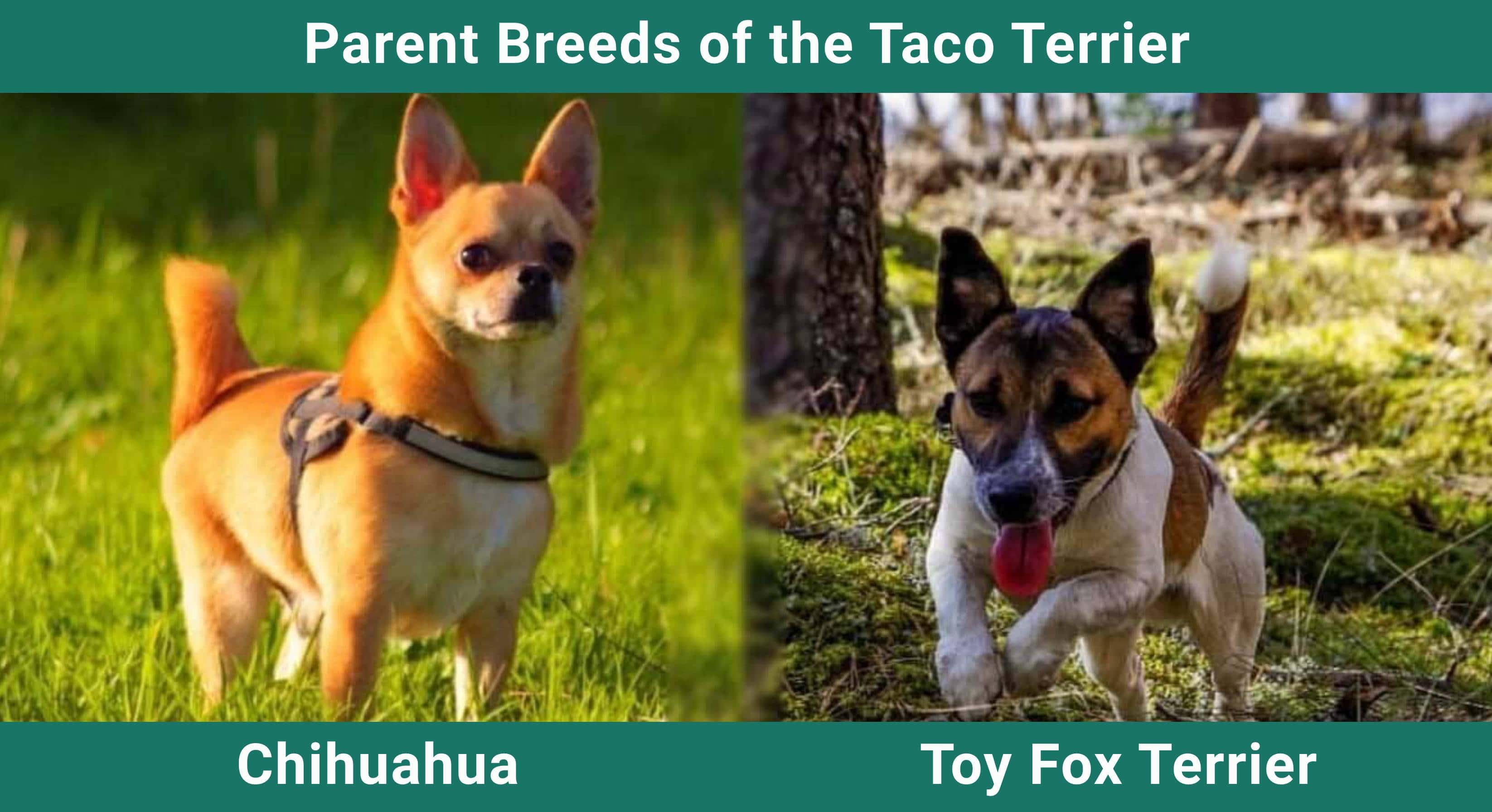 Parent_breeds_Taco Terrier