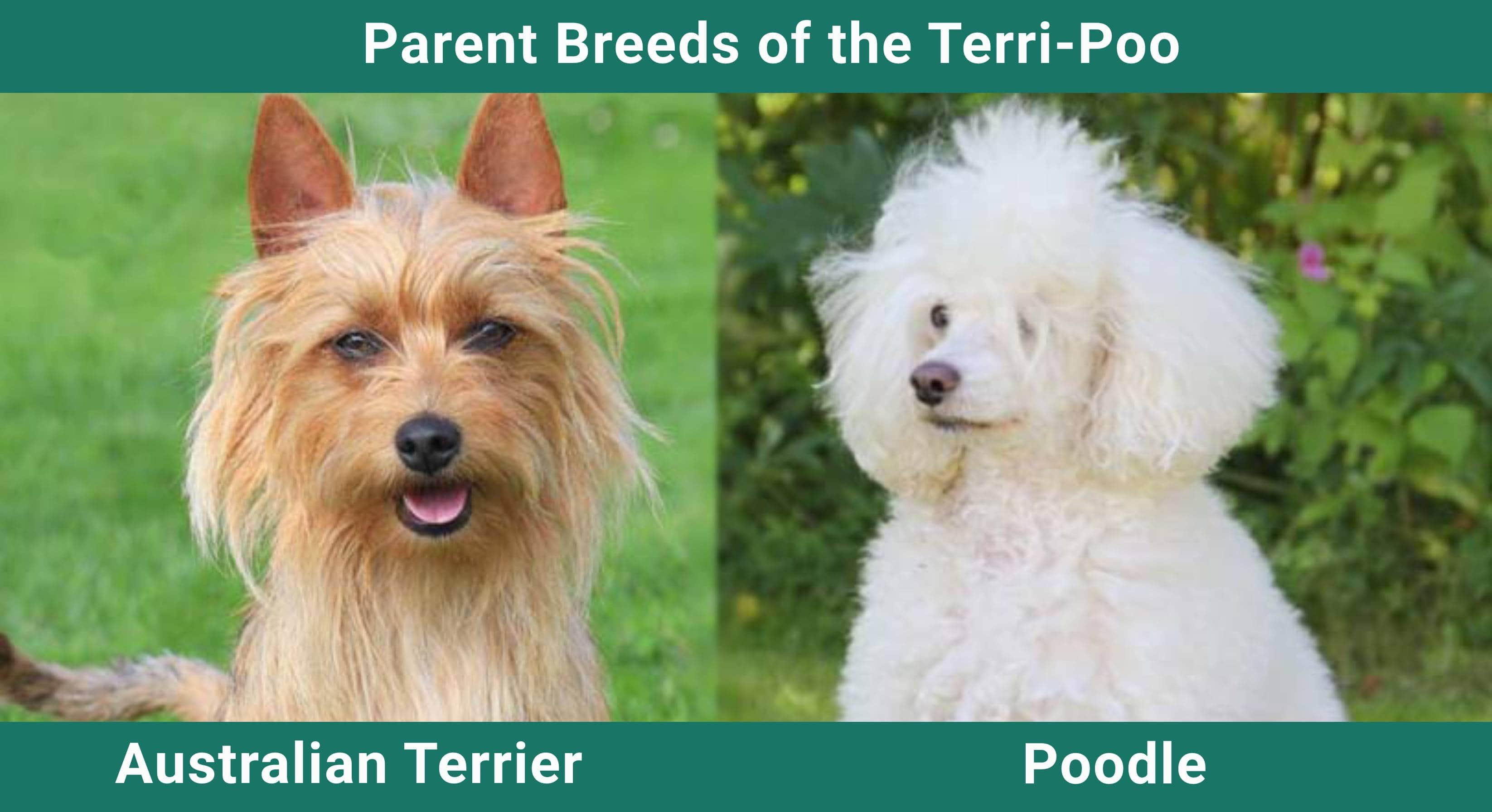 Parent_breeds_Terri-Poo