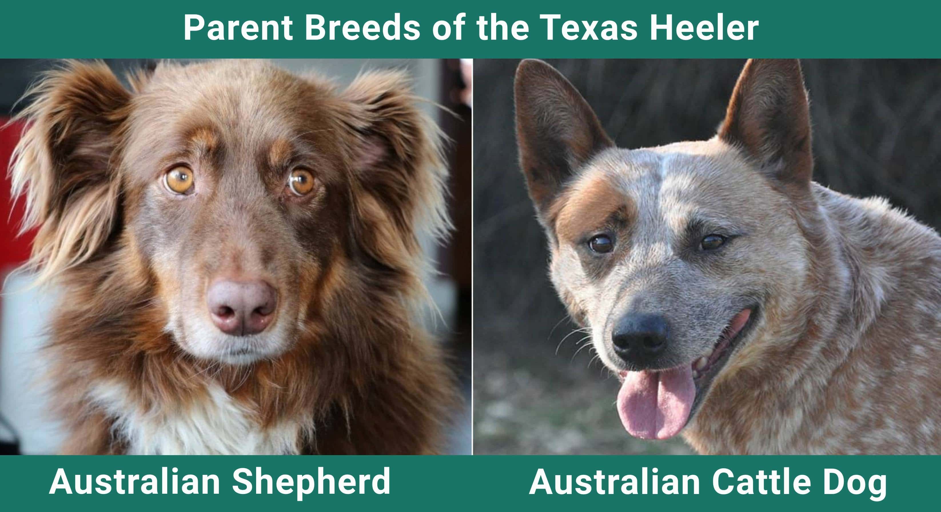 Parent_breeds_Texas-Heeler